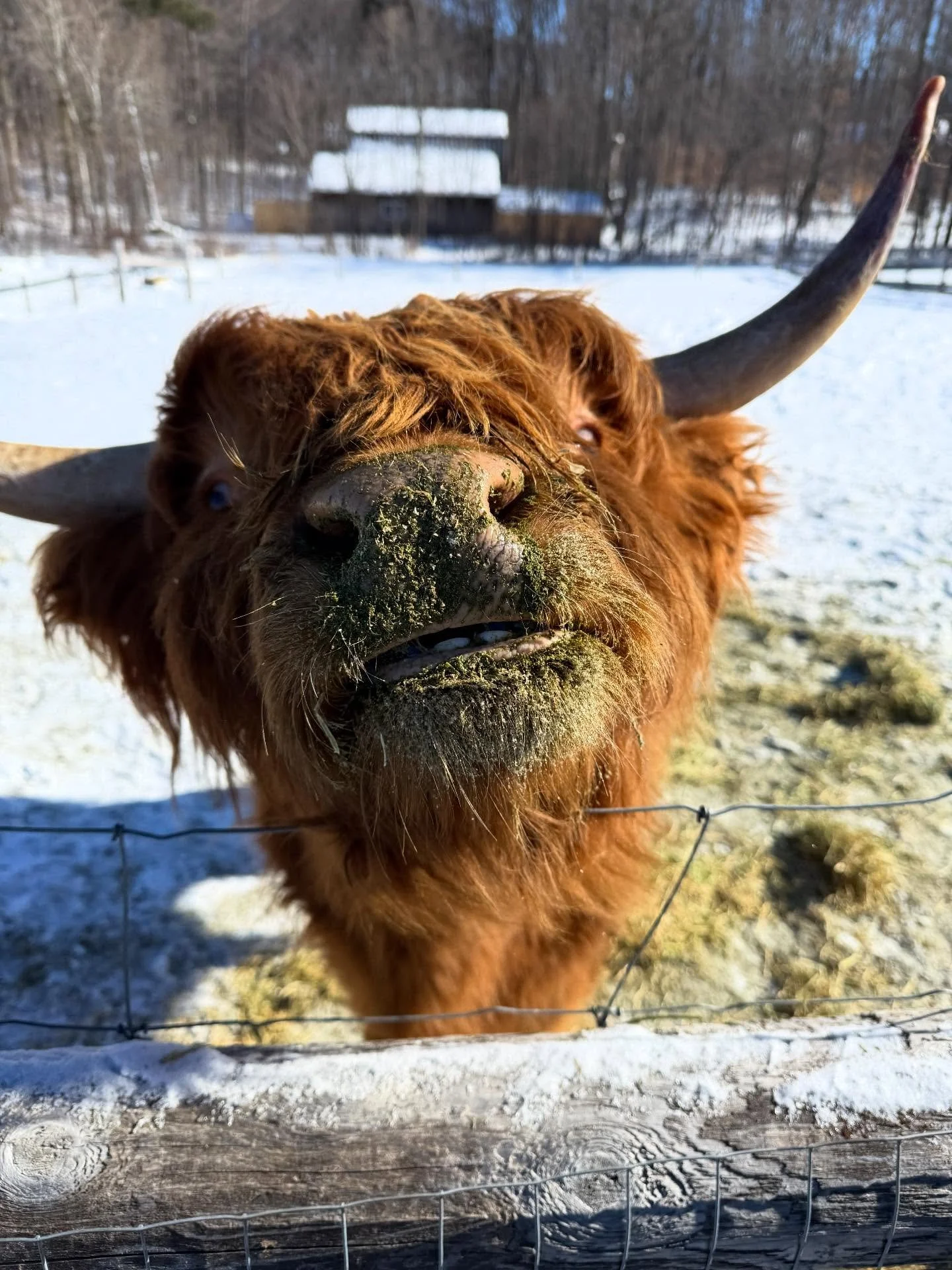 Took a little drive up North to visit some friends 🐑🦙🇨🇦

@mills_family_farm_ is located in Brantford, Ontario and is about 90 minutes from Buffalo. DM them to book a time slot for 1 hour for up to 4 people and it&rsquo;s only $80 Canadian. The fa