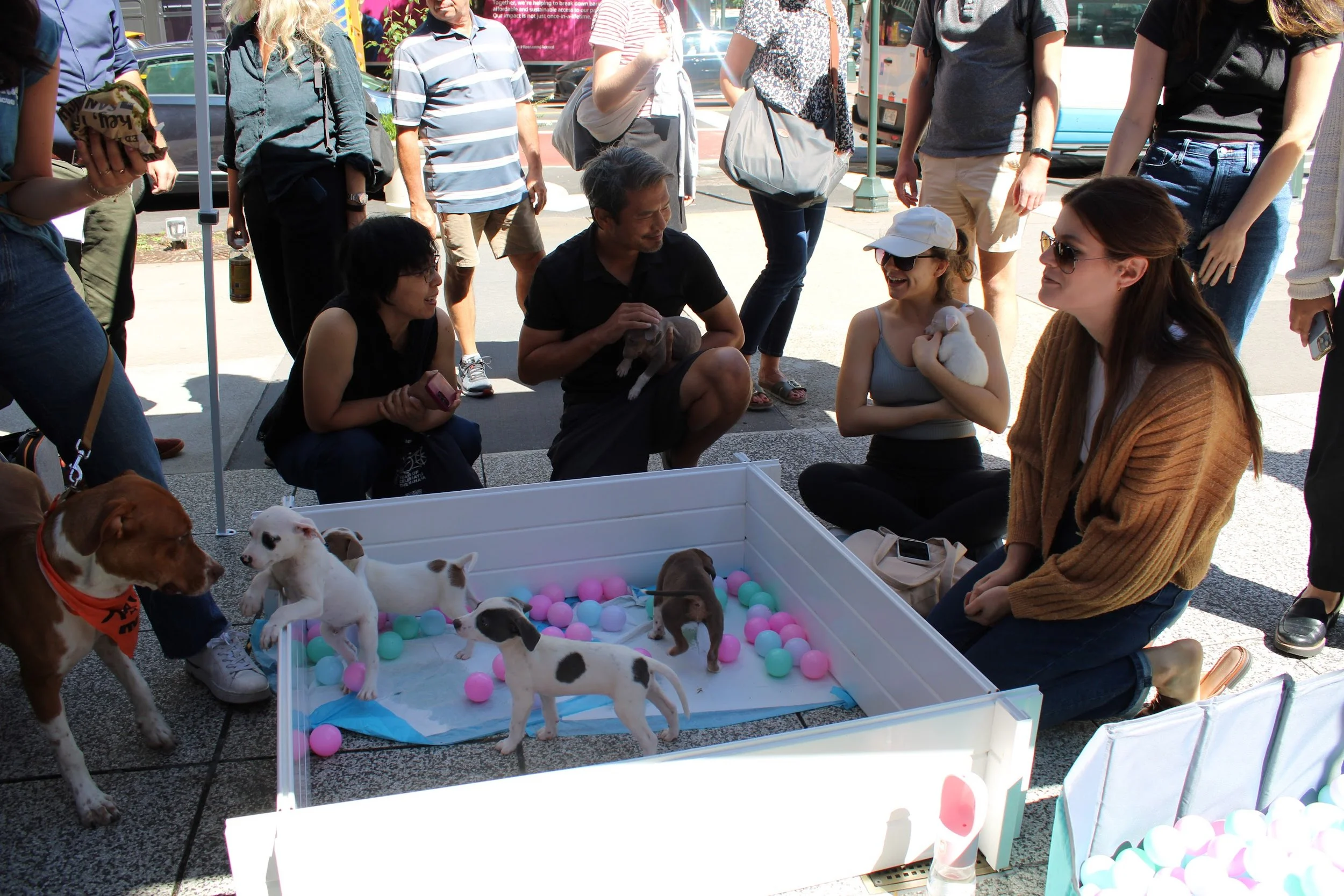 People gathered around a small pen with puppies and plastic balls at an outdoor event.