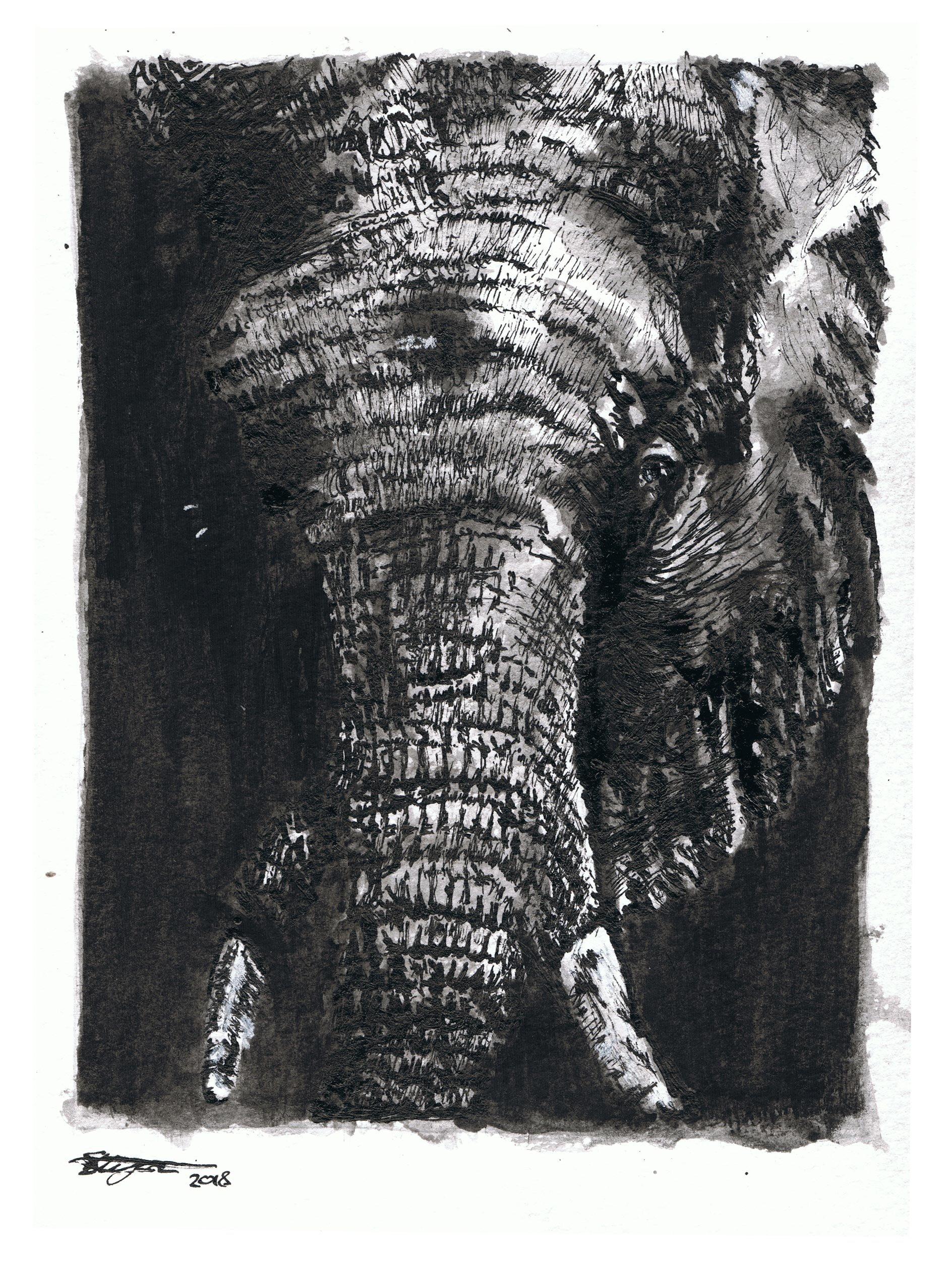 elephant_face_web.jpg