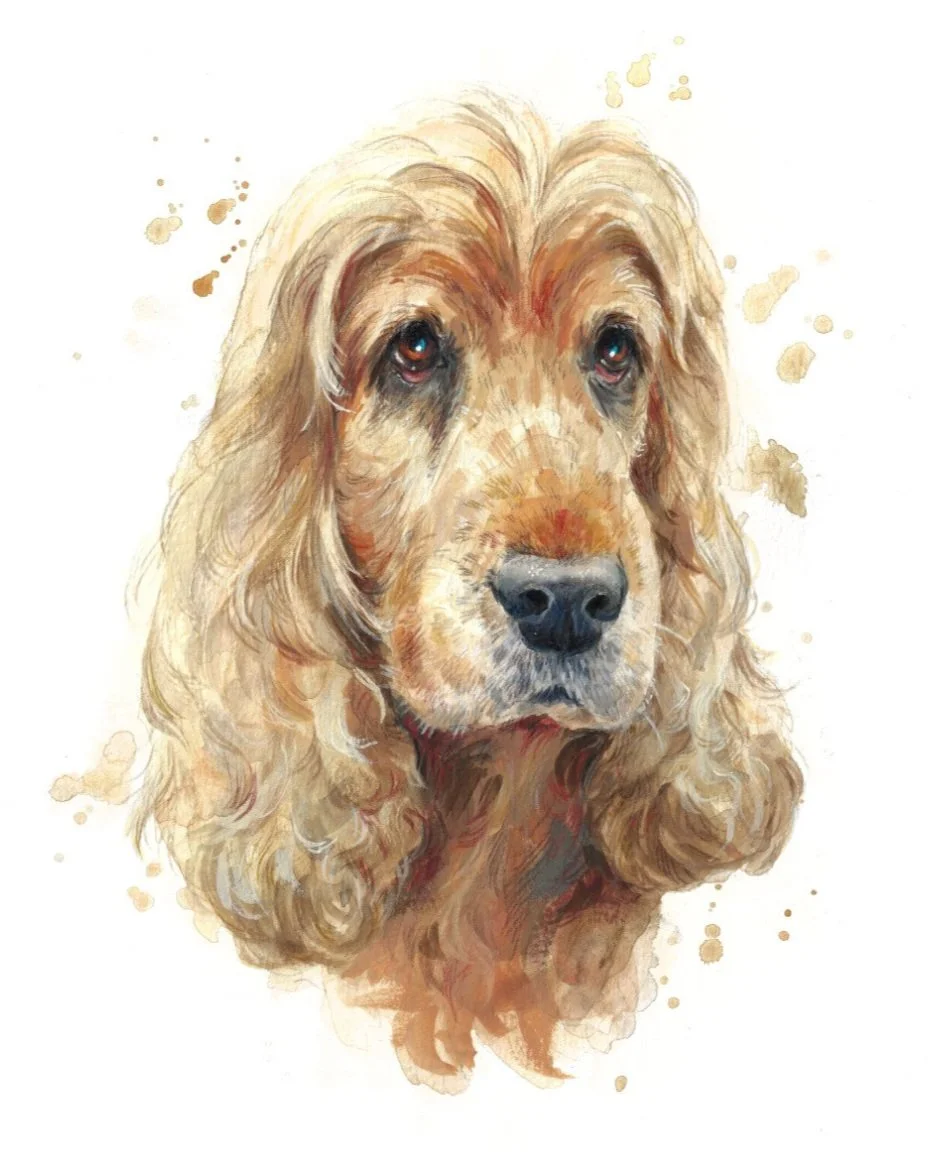 daniel+baxter+8x10%2522+cocker+spaniel+%27Darcy%27+web.jpg