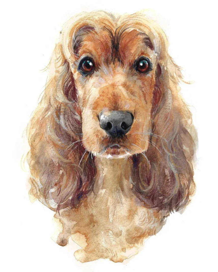 jane+gambarini+enzo+cocker+spaniel+8x10%2522+web.jpg