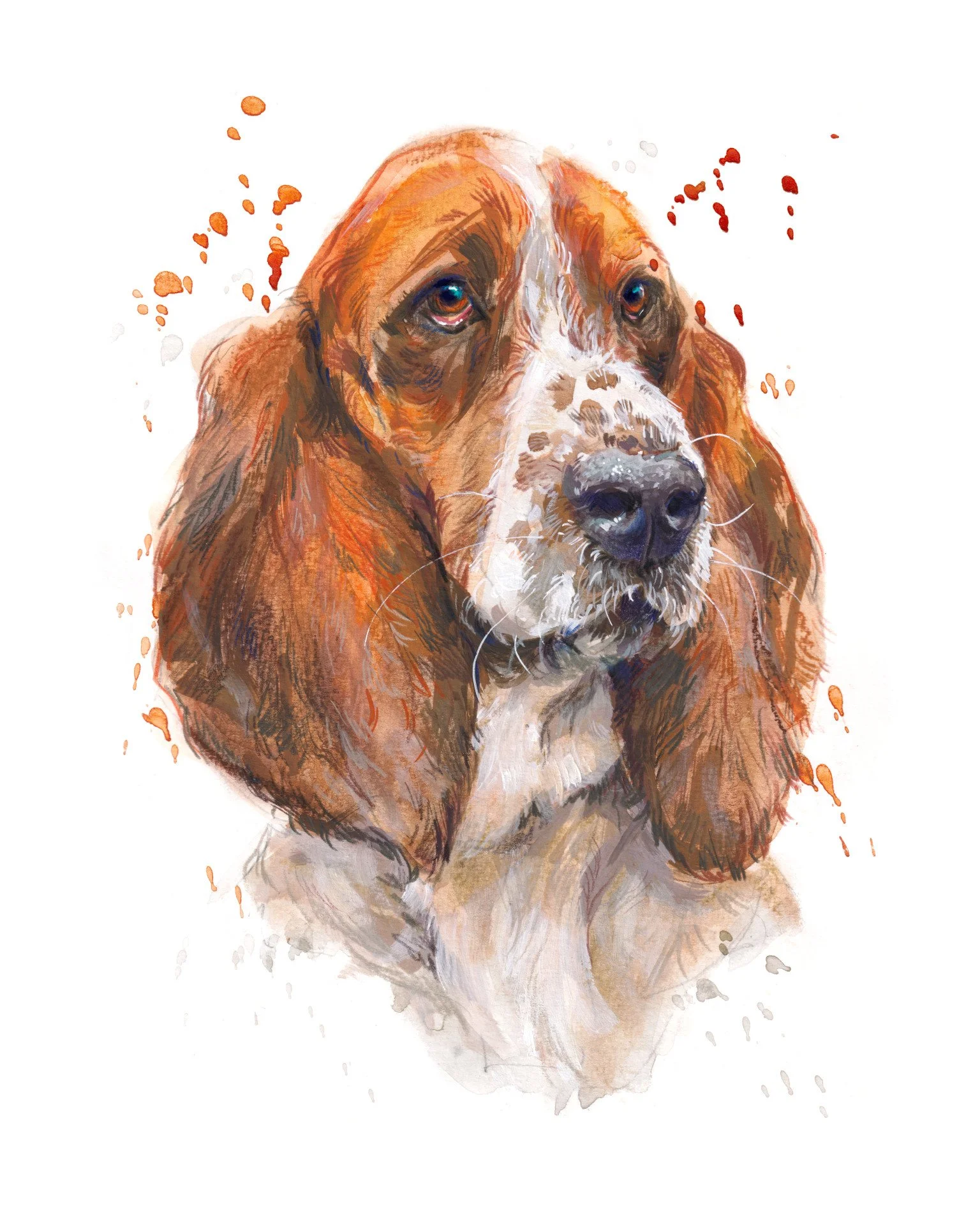 'Bruno' the Basset Hound (8x10%22 colour).jpg