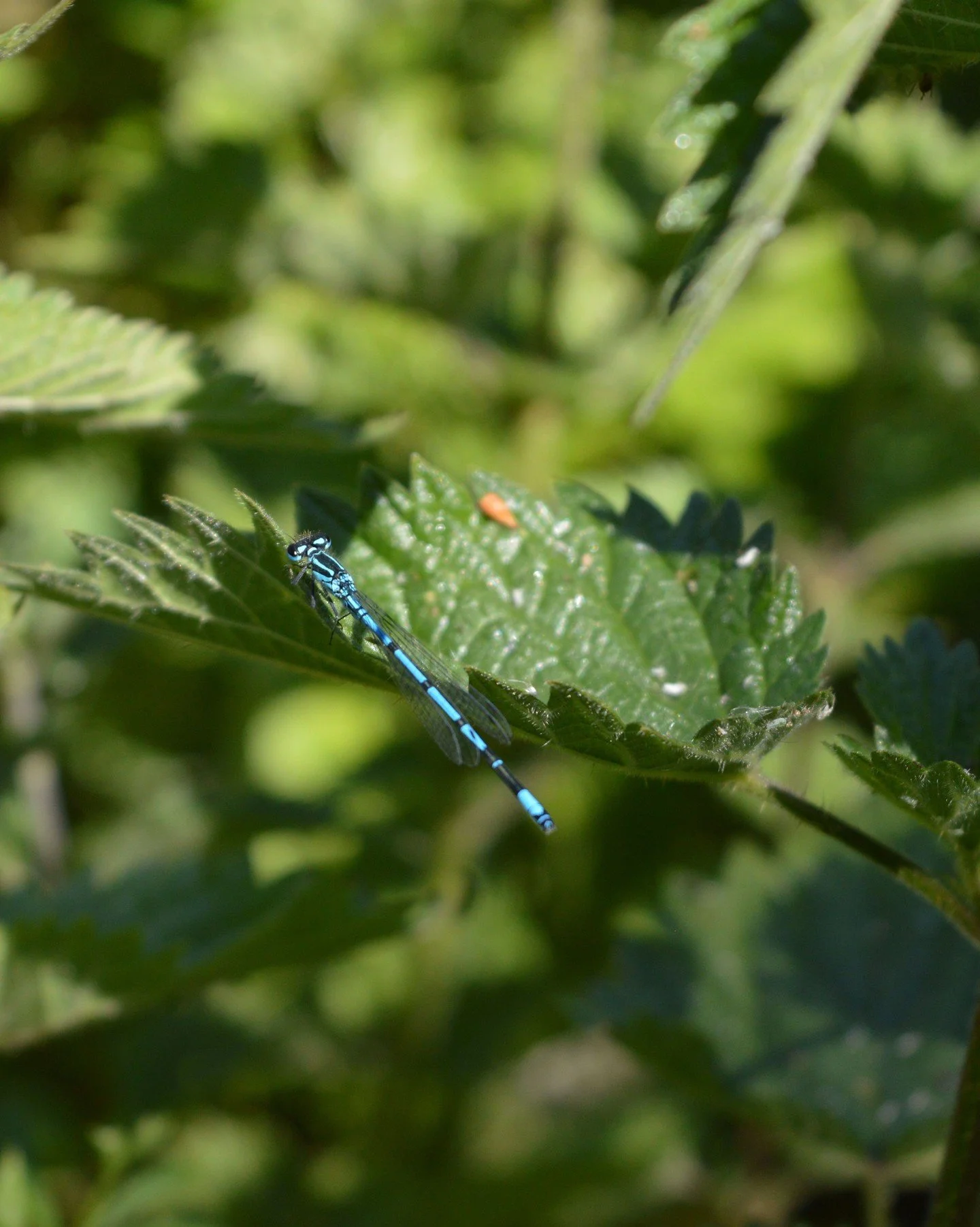 June brings more movement in the hedgerows &mdash; bees, butterflies, dragonflies and the first real warmth of the season. Enjoy being able to be outdoors more often.

#livingwiththeseasons #countryside #ukoutdoors #dragonfly #countrysidelife