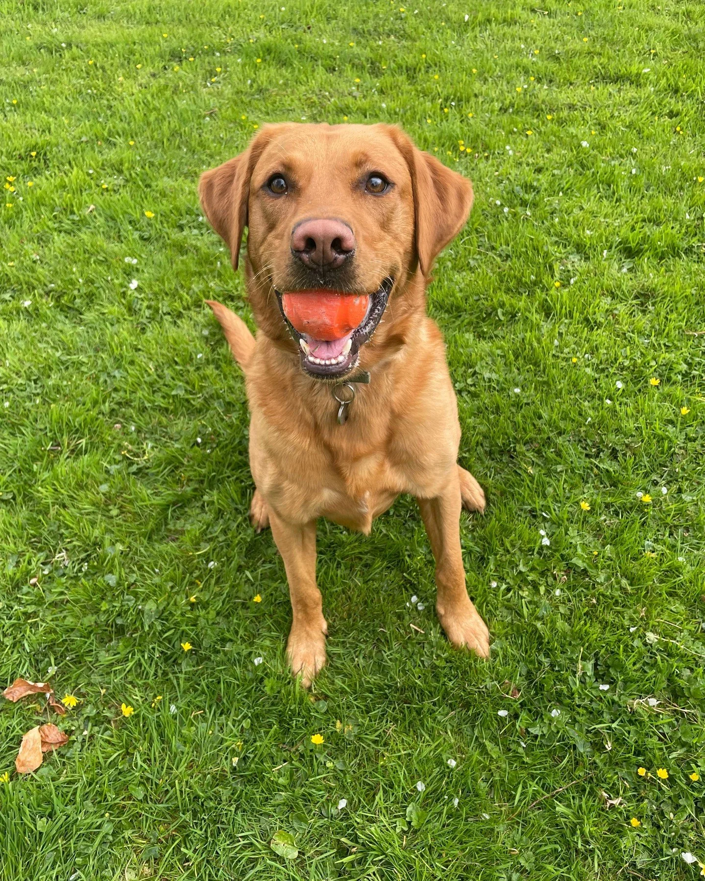If you've got dogs, then I'd recommend following Mark Randall on Instagram @mk9plus - his series on looking after your dogs in summer has been very informative, plus he has a good sense of humour so makes it a bit fun.

#livingwiththeseasons #country