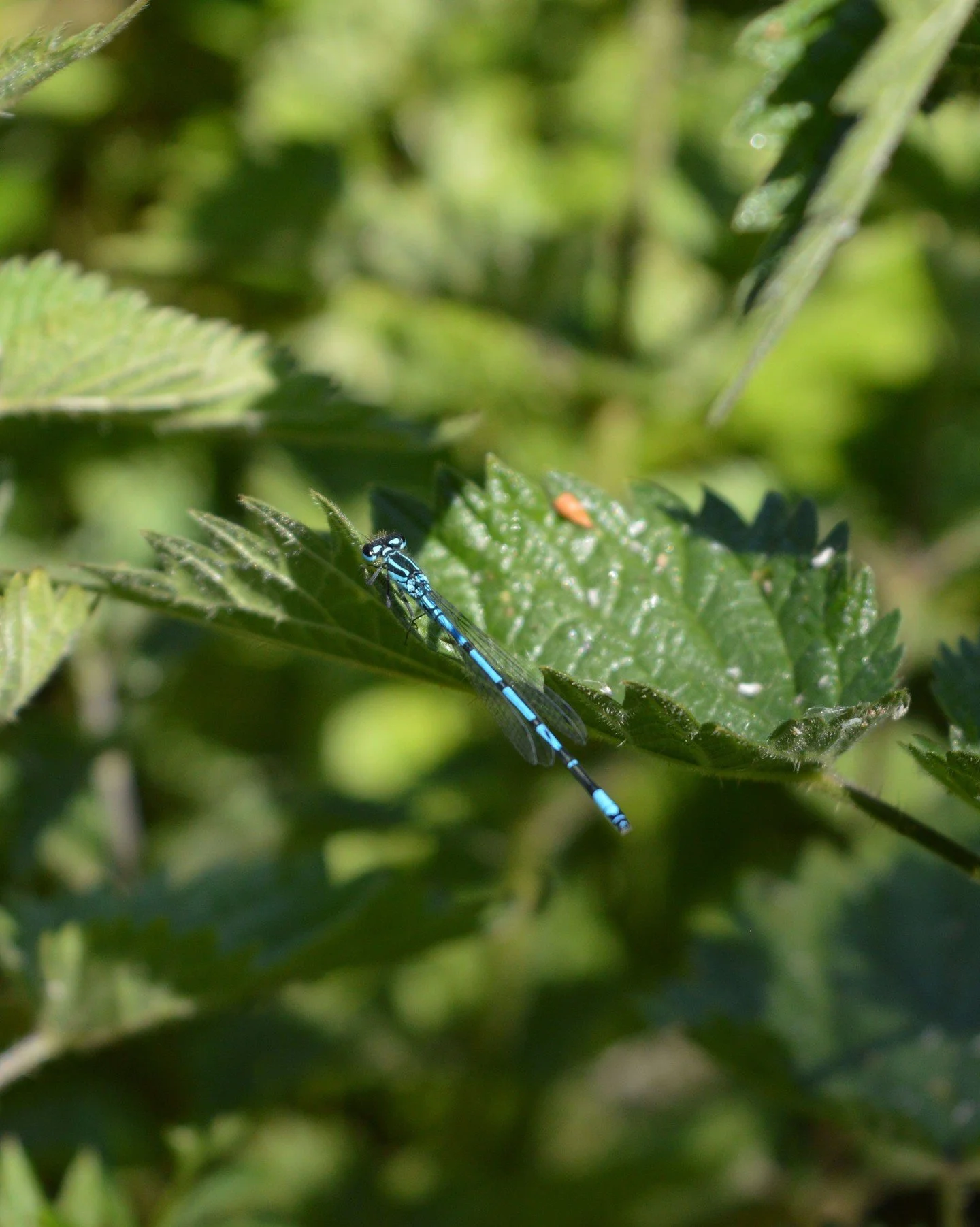 August brings Dragonflies, my favourite insect &ndash; I love their colours and beautiful wings. They hover like helicopters and in some places it&rsquo;s considered good luck if they land on your head. 

#livingwiththeseasons #countryside #dragonfly