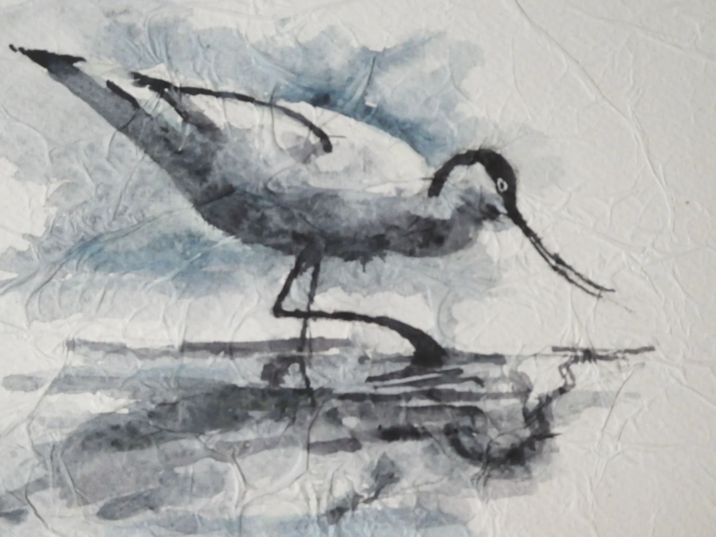 Avocet
