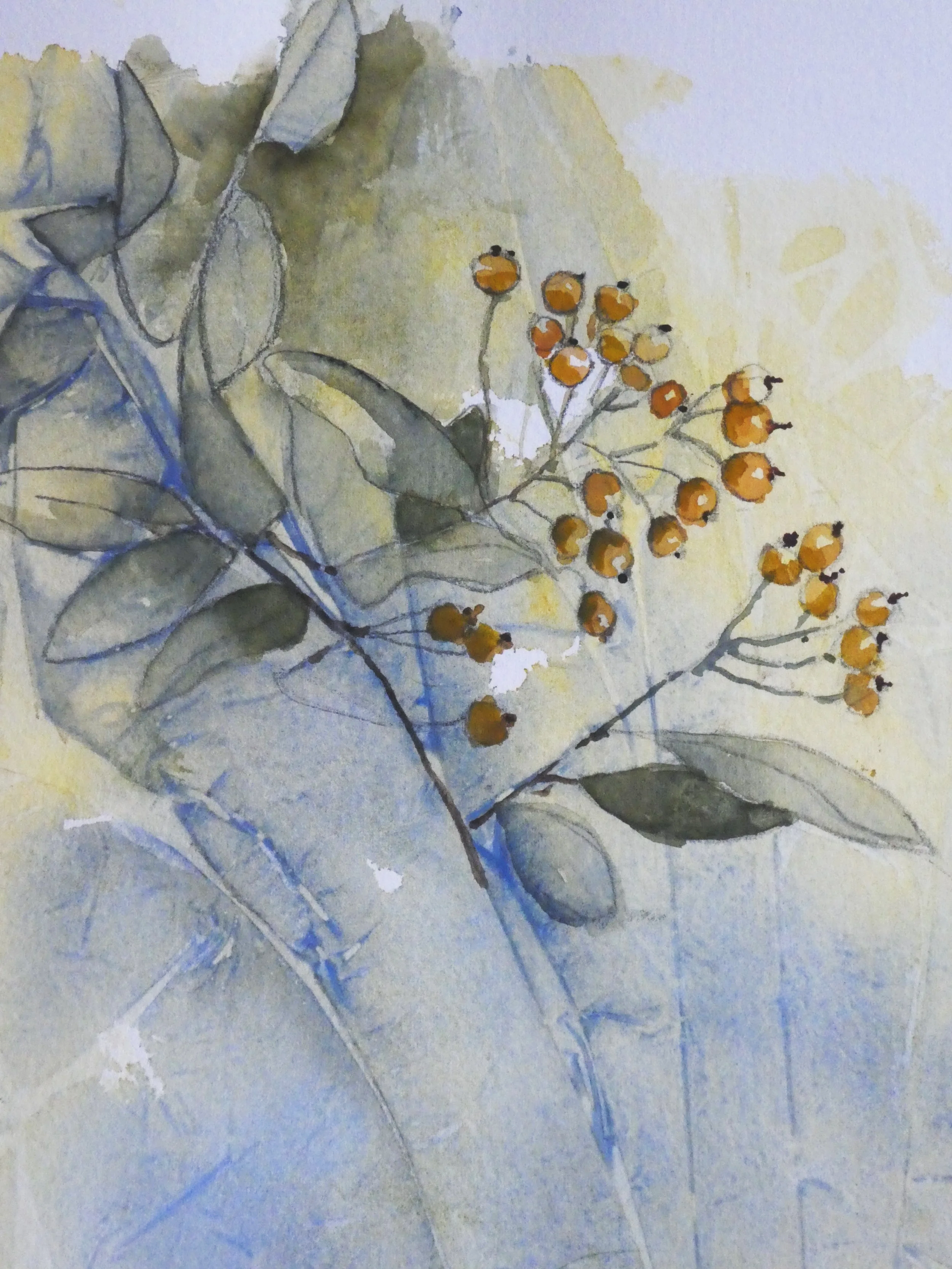 Pyracantha