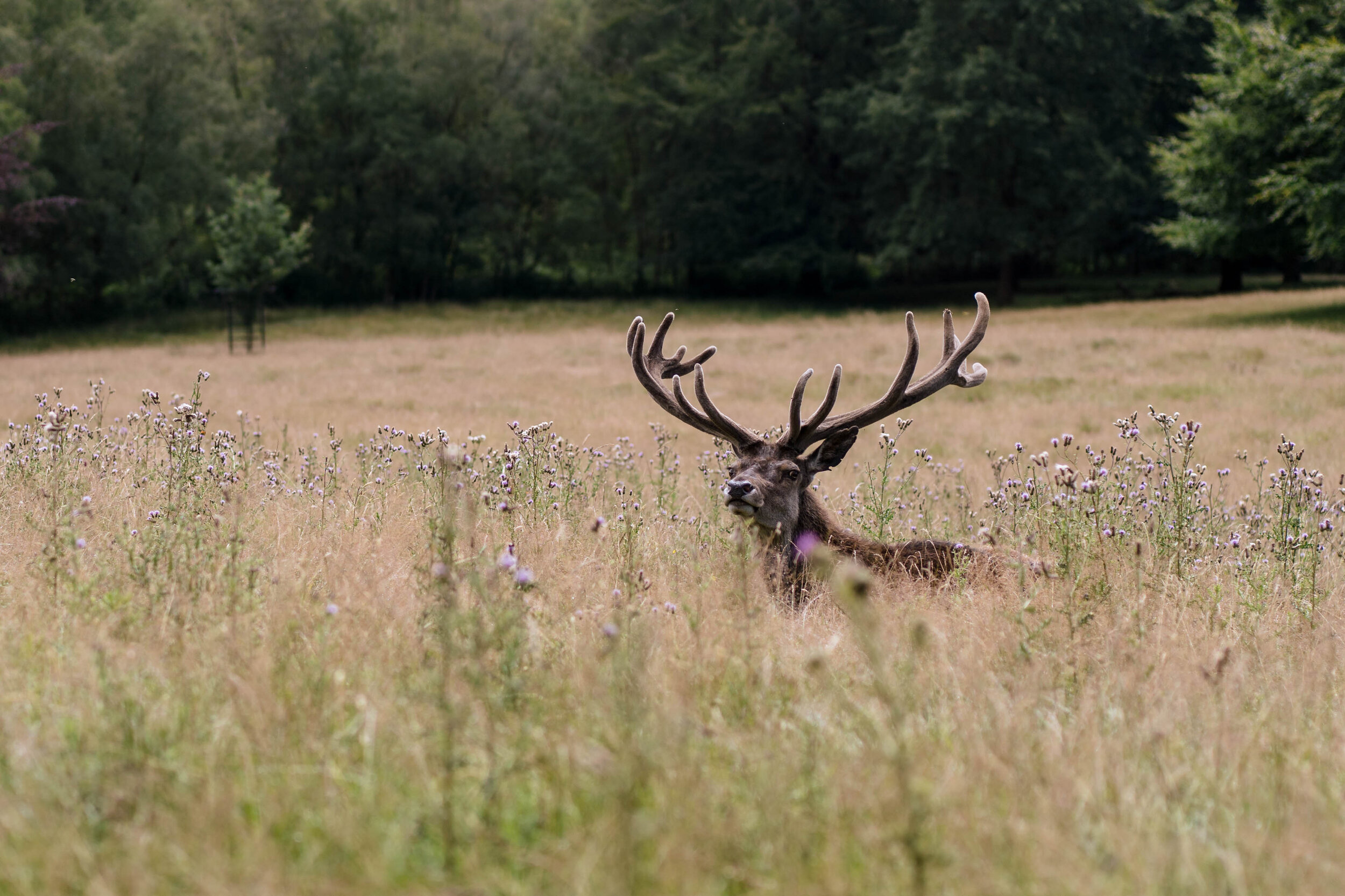 toddler.deerhunting-4045.jpg