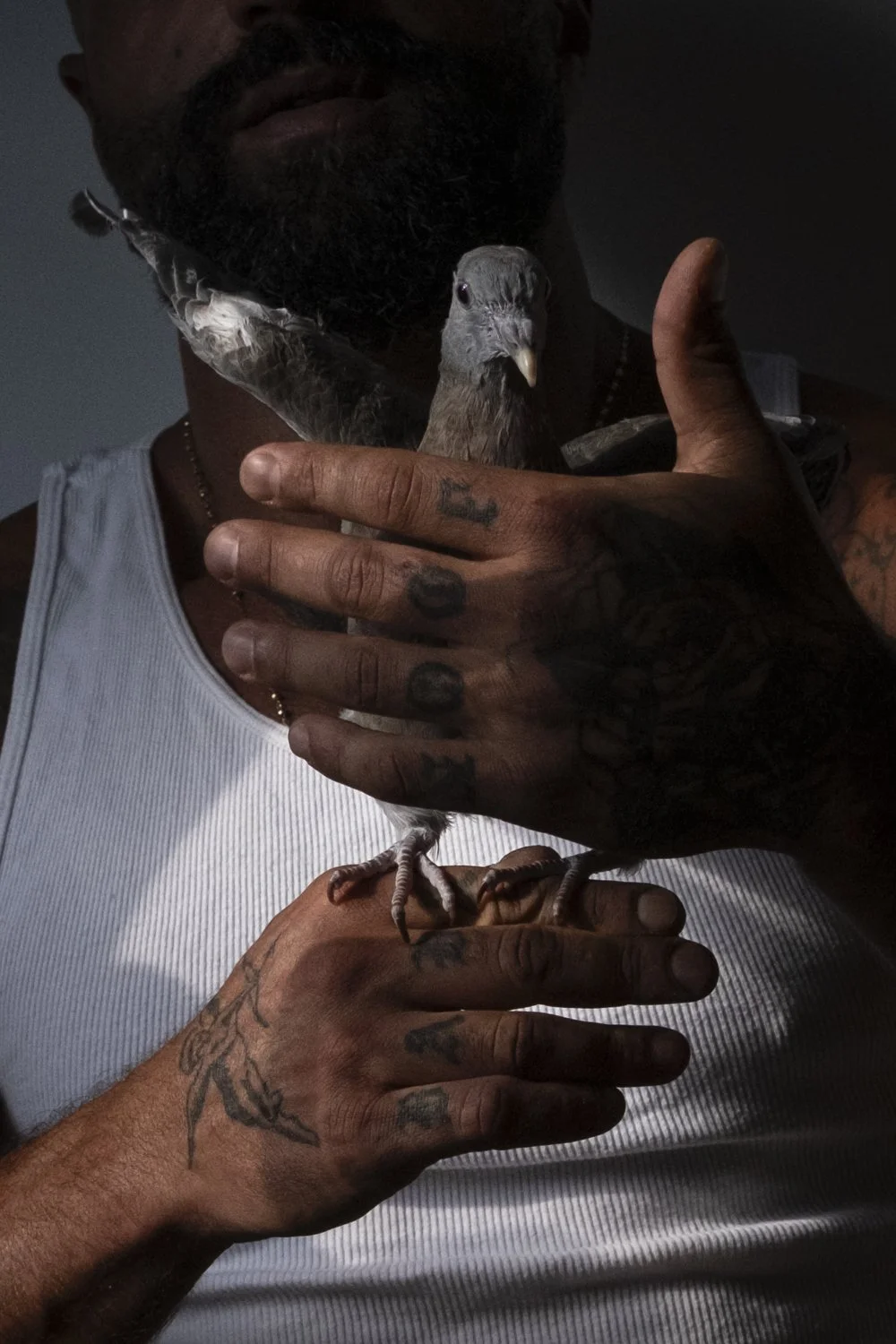 The Sharok and Paloma