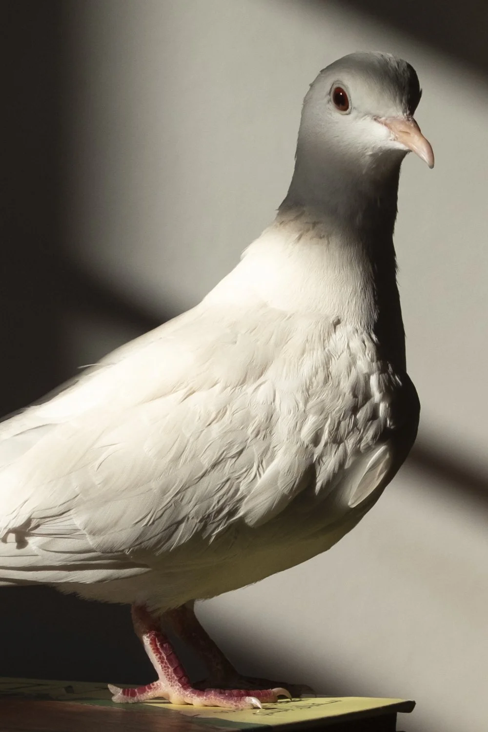 The Sharok and Paloma