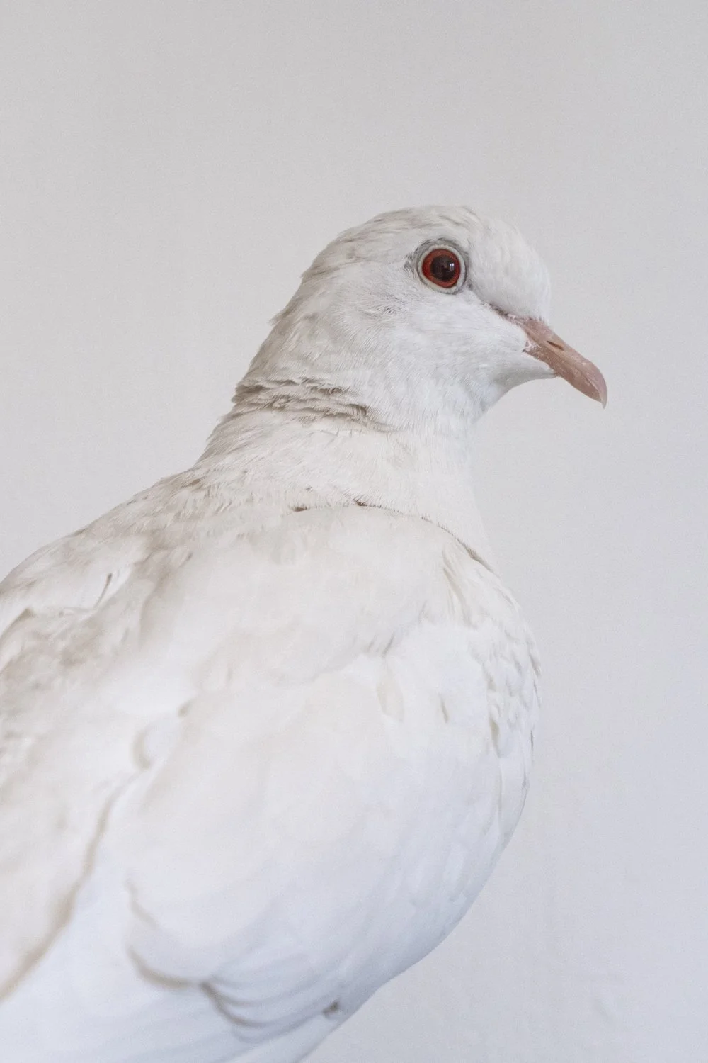 The Sharok and Paloma