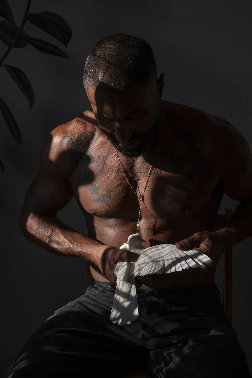 The Sharok and Paloma 