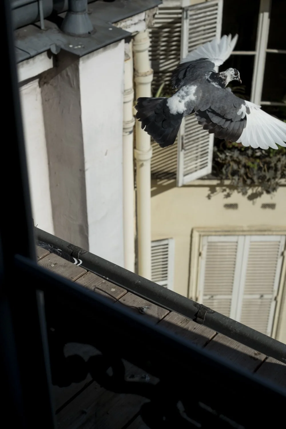 The Sharok and Paloma