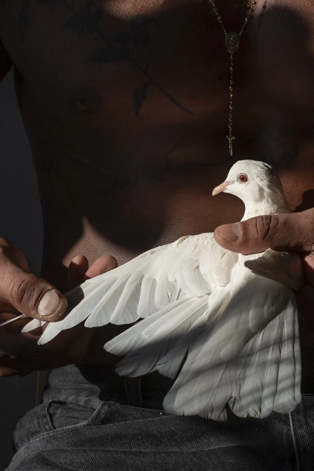 The Sharok and Paloma