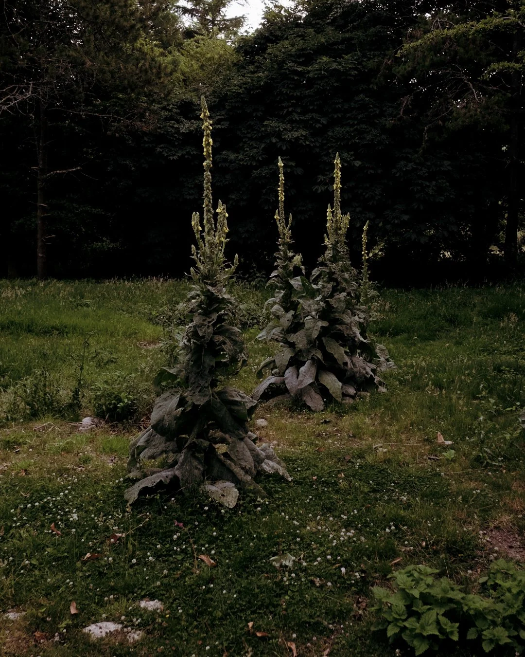 Yves_Drieghe_Artist_Residency_Cornwall_Space