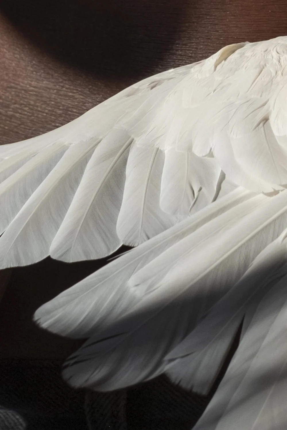 The Sharok and Paloma