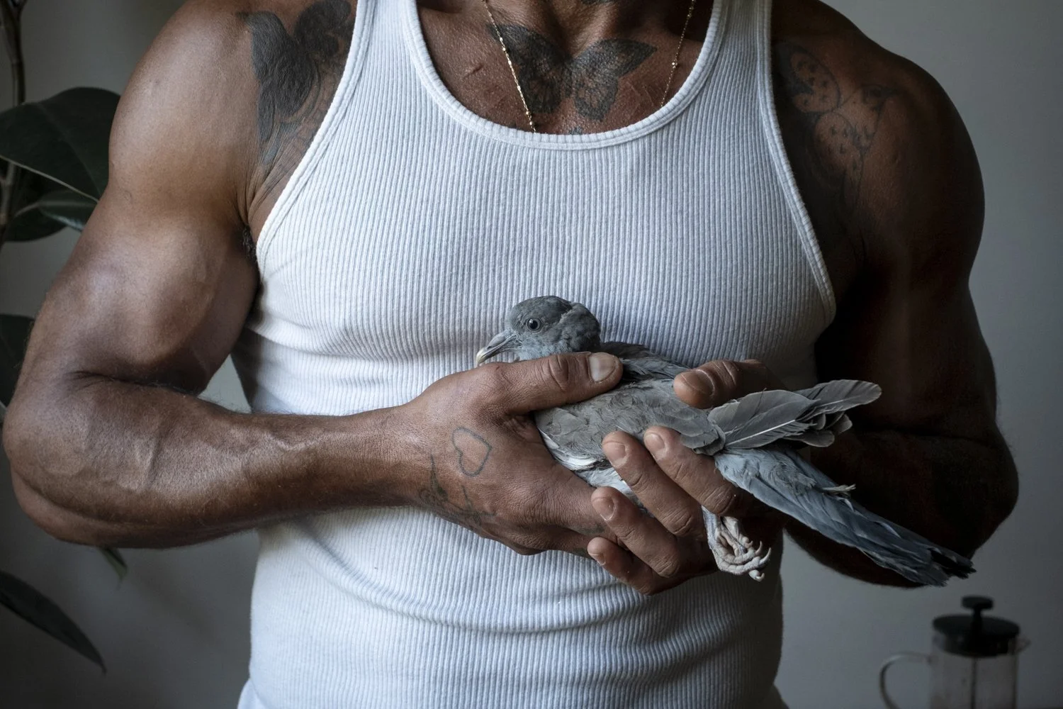 The Sharok and Paloma