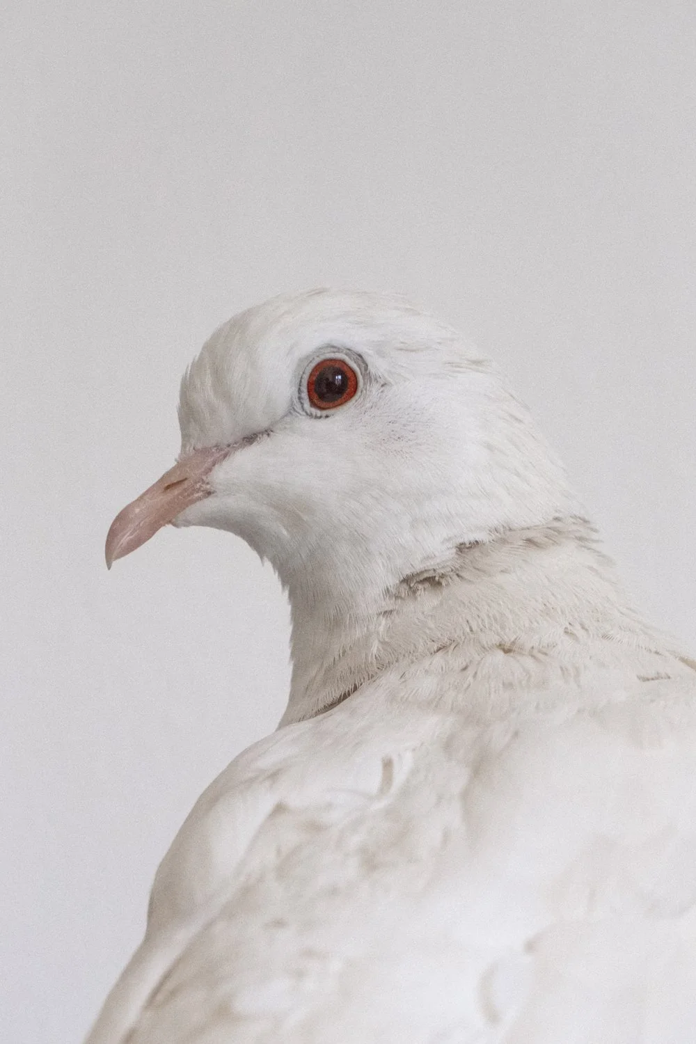 The Sharok and Paloma