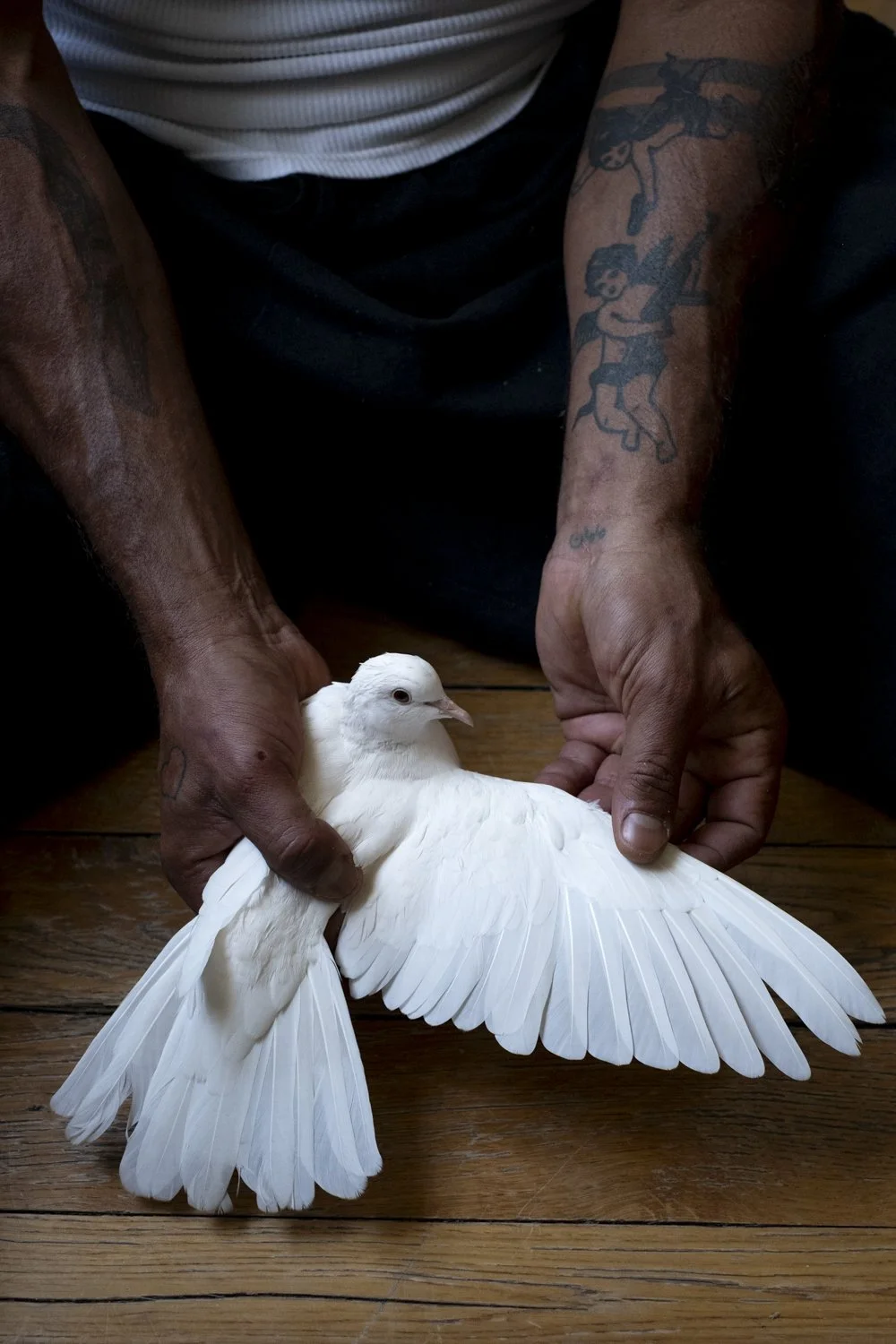 The Sharok and Paloma