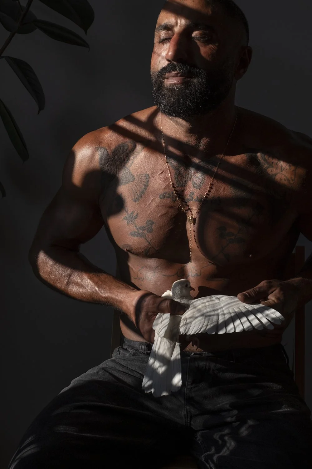 The Sharok and Paloma