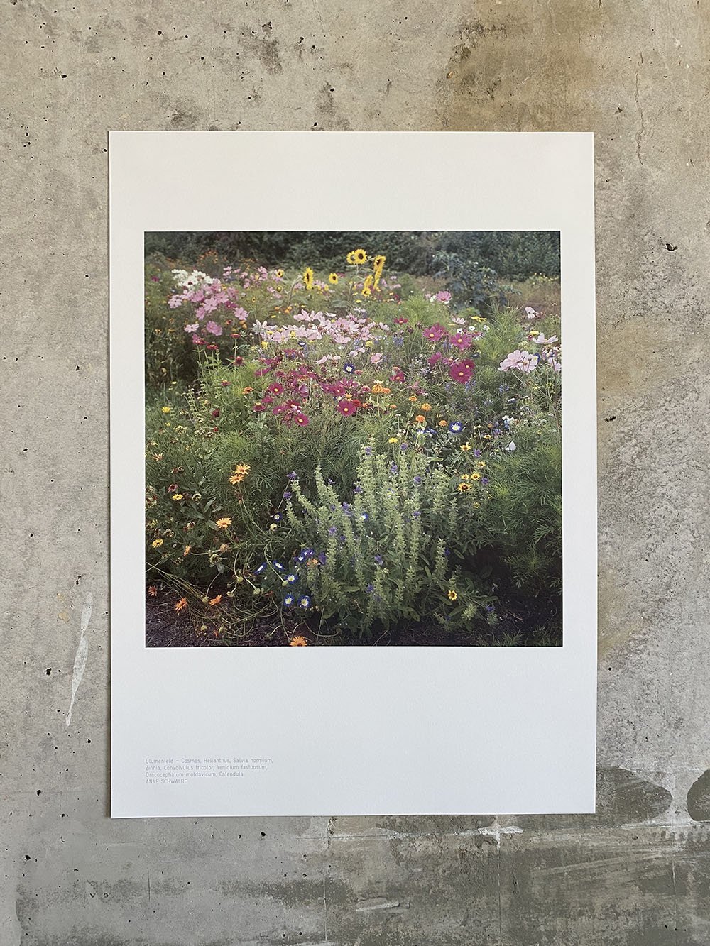 Anne_Schwalbe__Poster_Blumenfeld_8055_1000 Kopie.jpeg