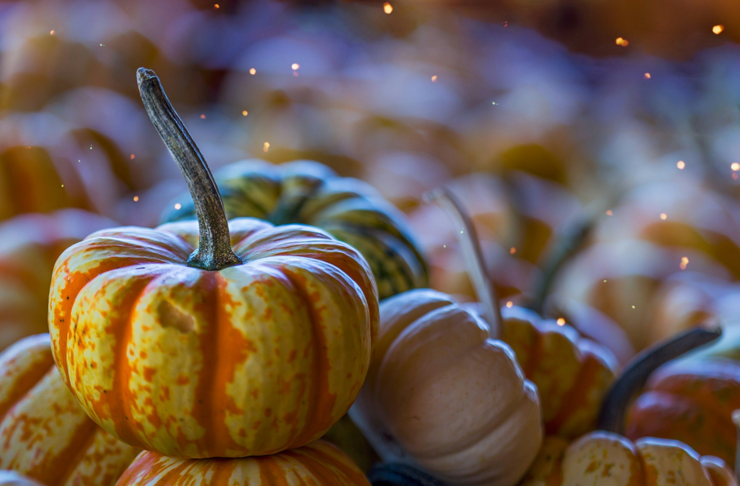 Halloween Celebration