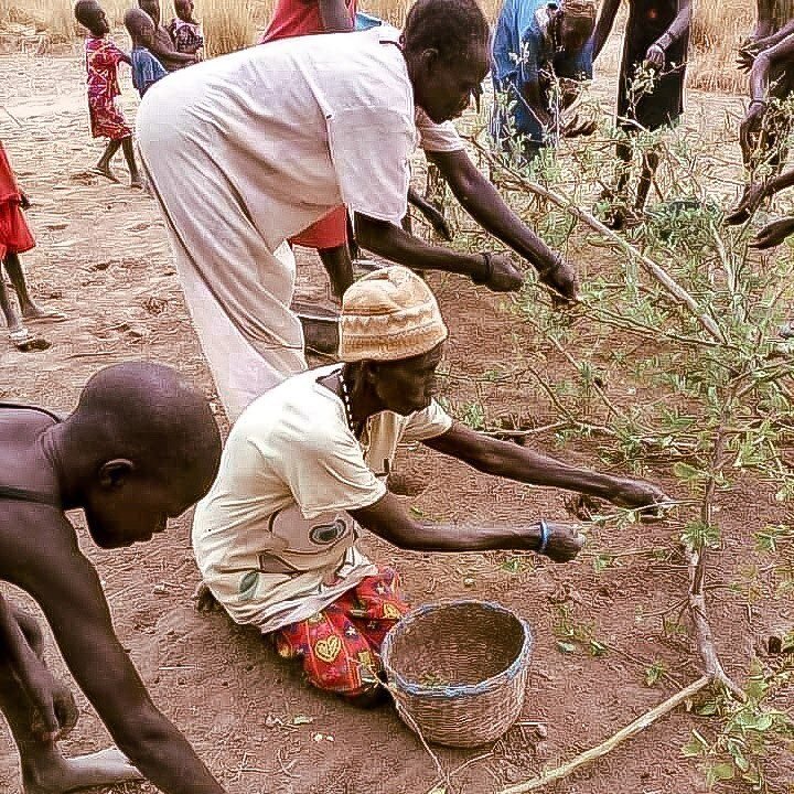 Donations from people just like you have supported our 25-acre farm project in Majok Goi, South Sudan. The farm has fed more than 500 people in that village...but Majok Goi has a population of over 25,000 people! The need is still great, and with the