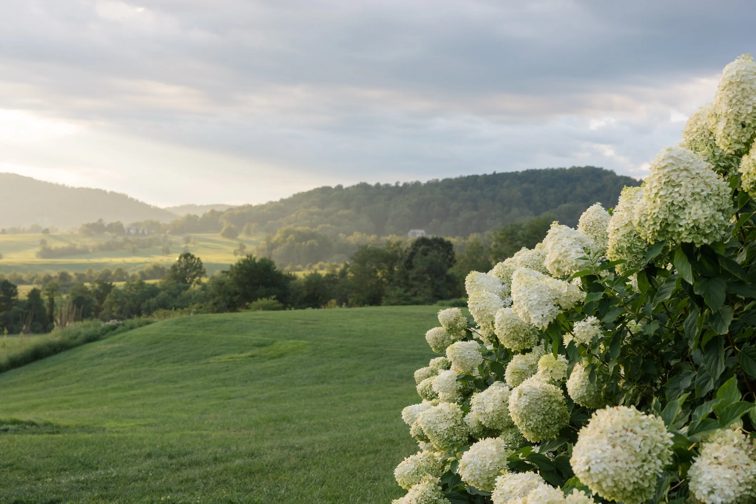 Pippin Hill Hydrangeas and rolling Virginia wine country landscape