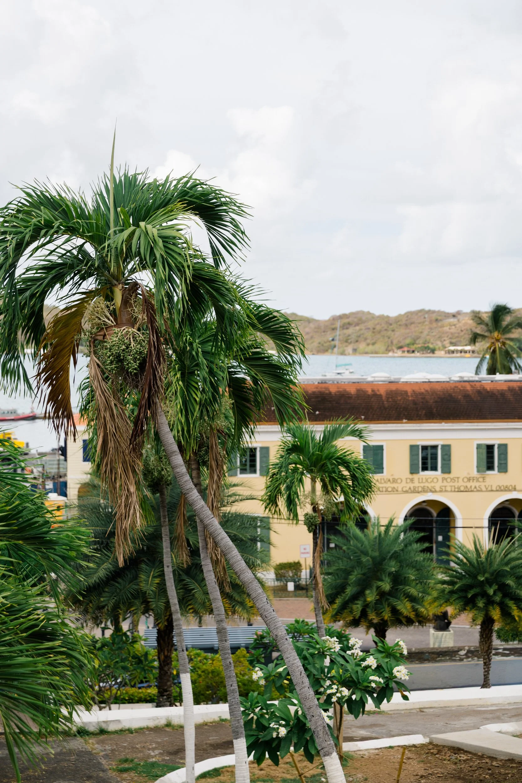 Palm trees and lush tropical greenery in Charlotte Amalie, St. Thomas