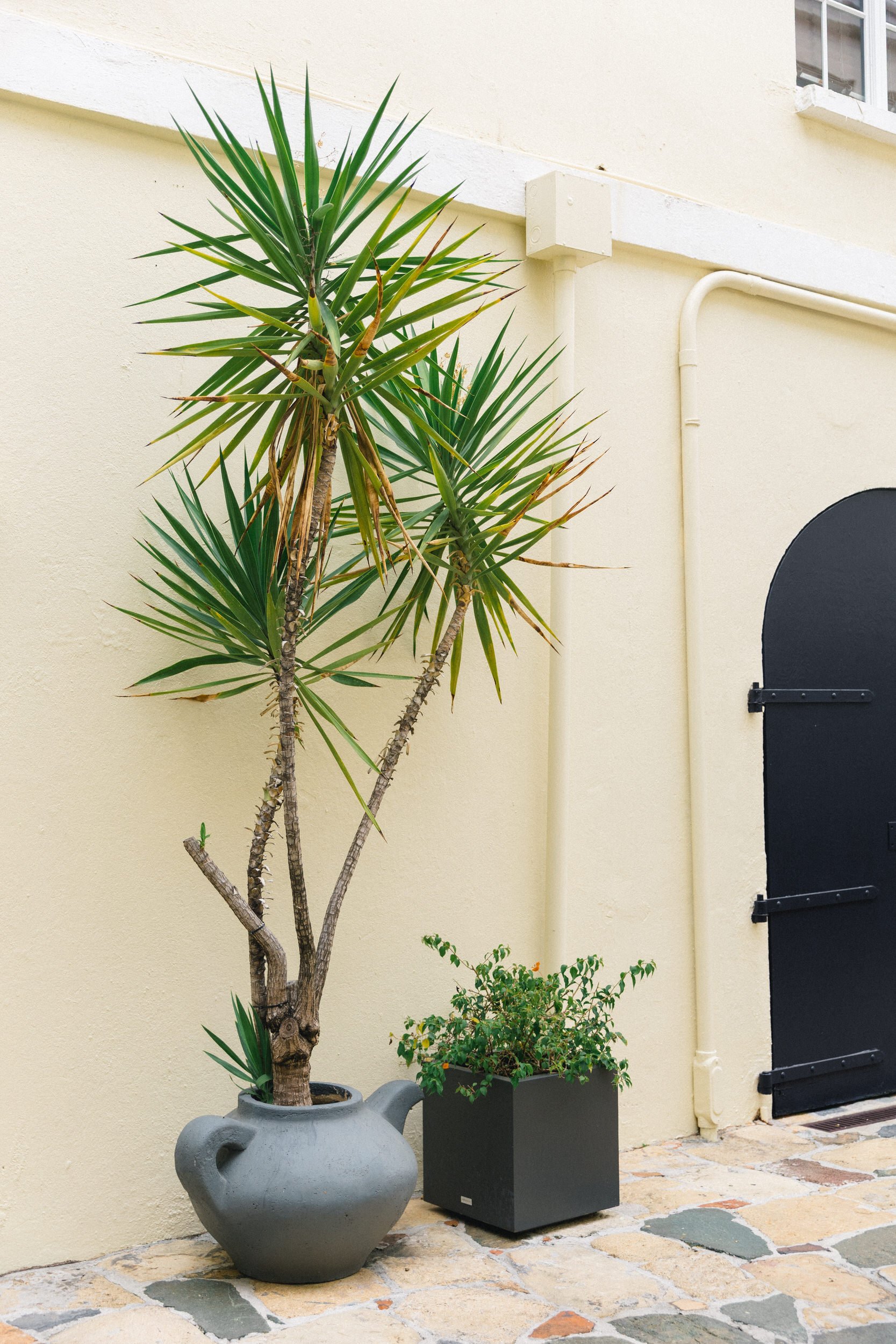 Vibrant tropical plants and colorful Caribbean architecture in St. Thomas