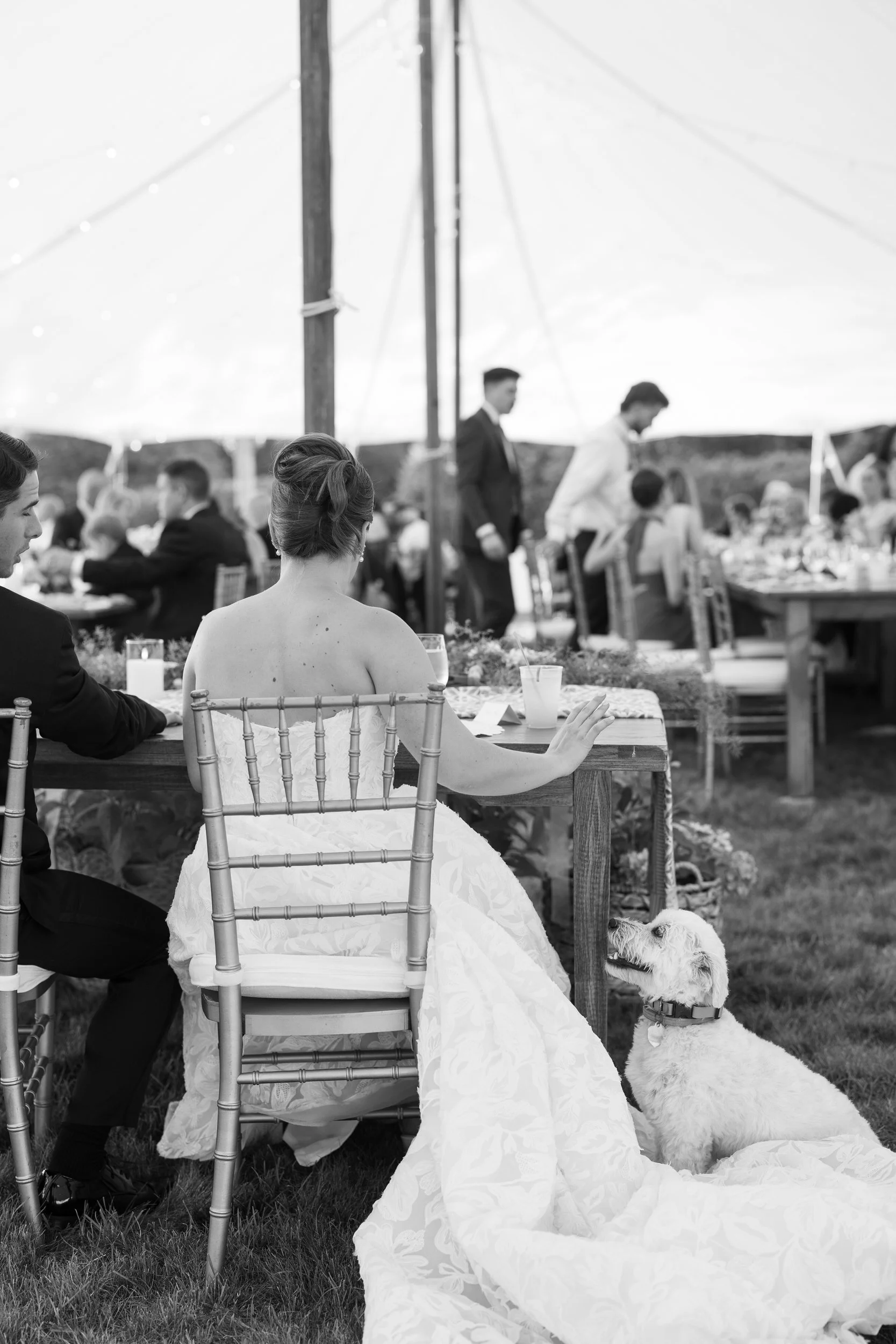 Outdoor wedding reception with waterfront views and dog on bride's dress