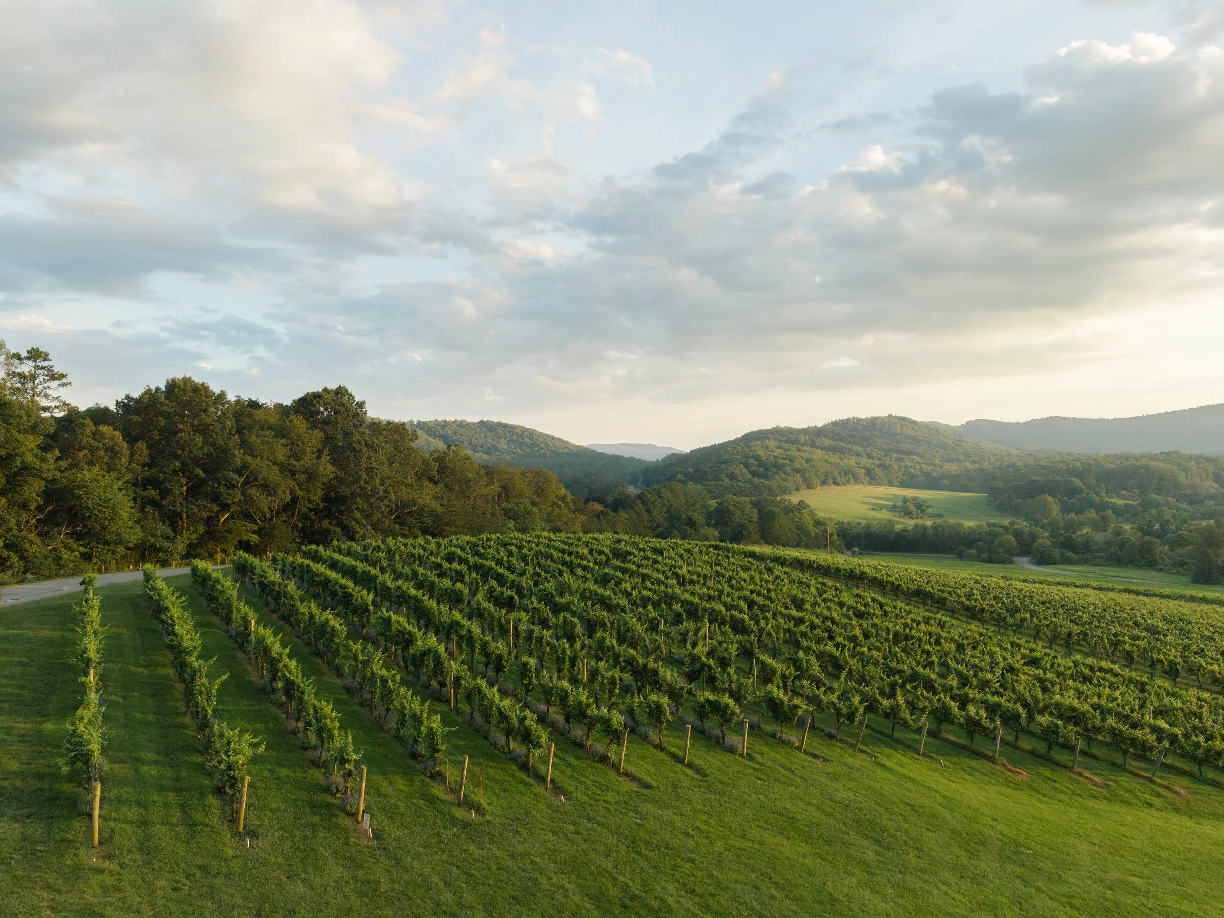 Scenic view of the Virginia wine country landscape at Pippin Hill Farm & Vineyards