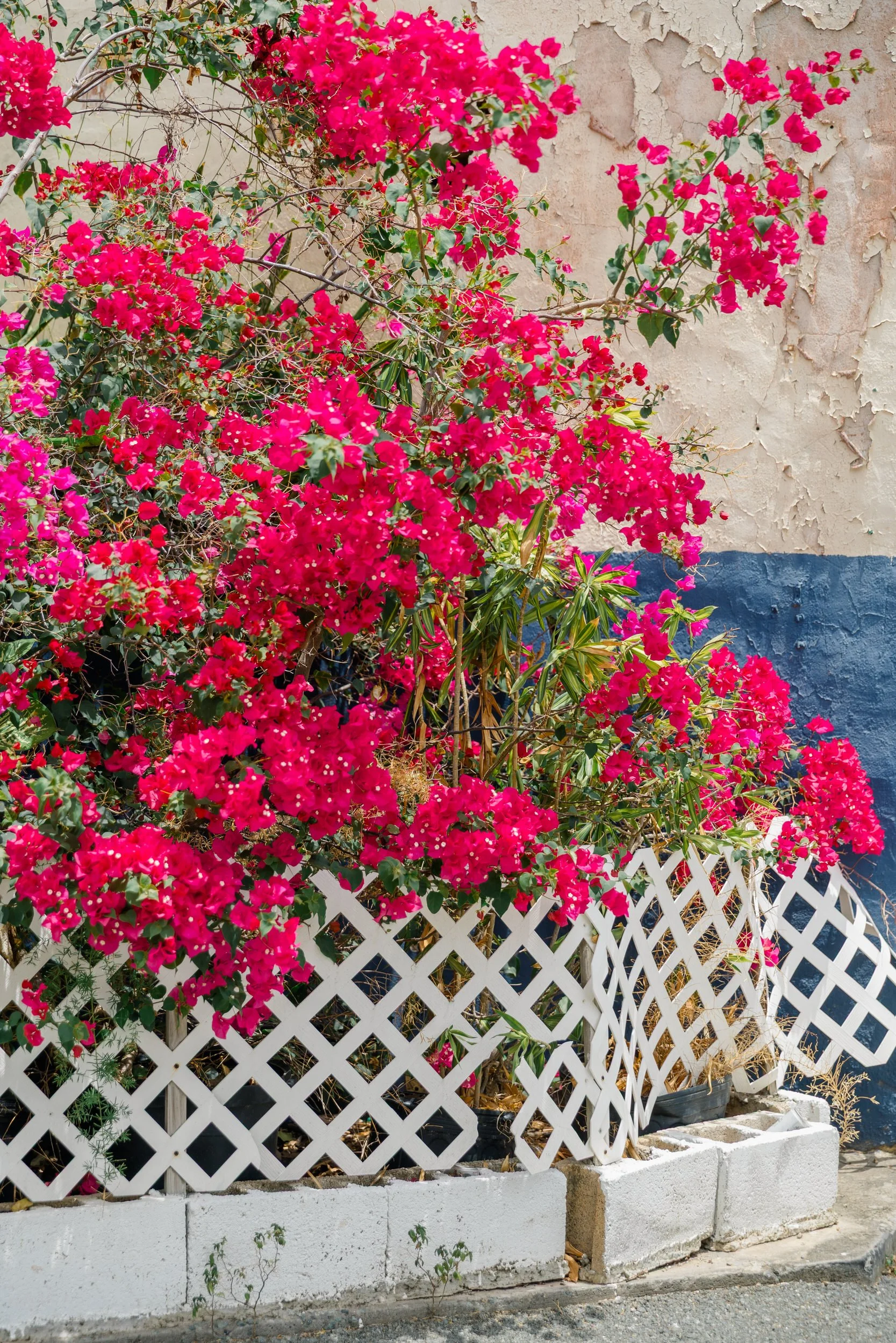 Vibrant tropical plants and colorful Caribbean architecture in St. Thomas