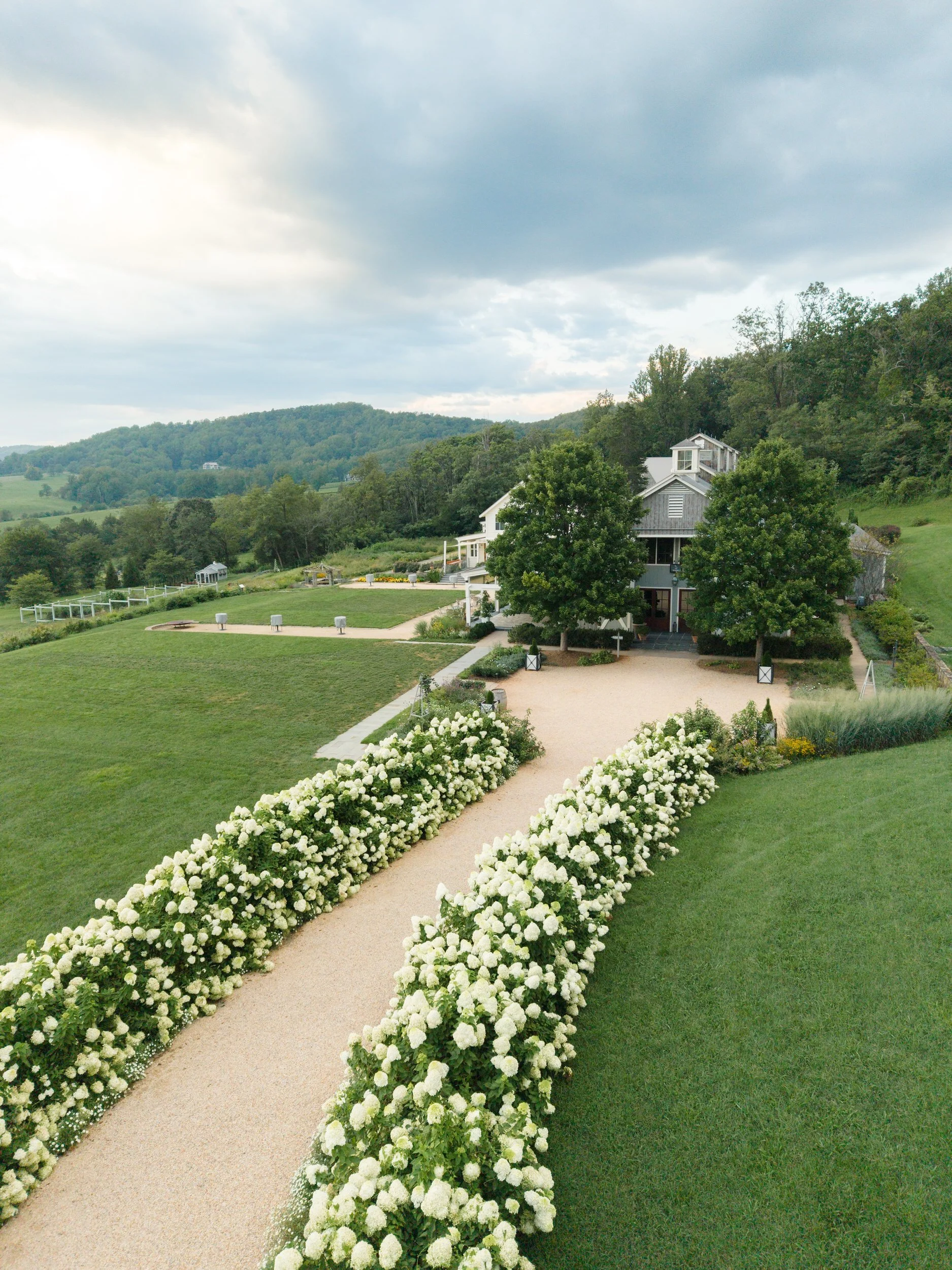 Pippin Hill Hydrangeas and rolling Virginia wine country landscape