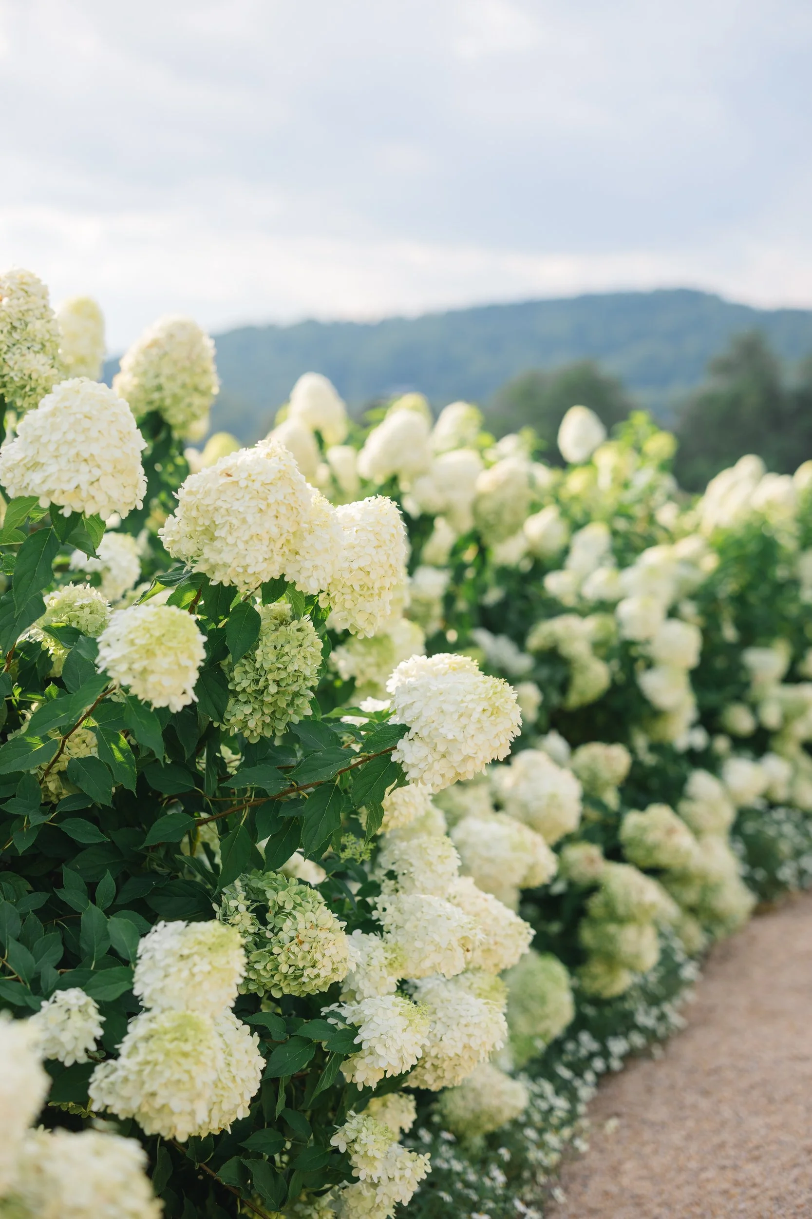 Scenic view of the Virginia wine country landscape and white hydrangeas at Pippin Hill Farm & Vineyards