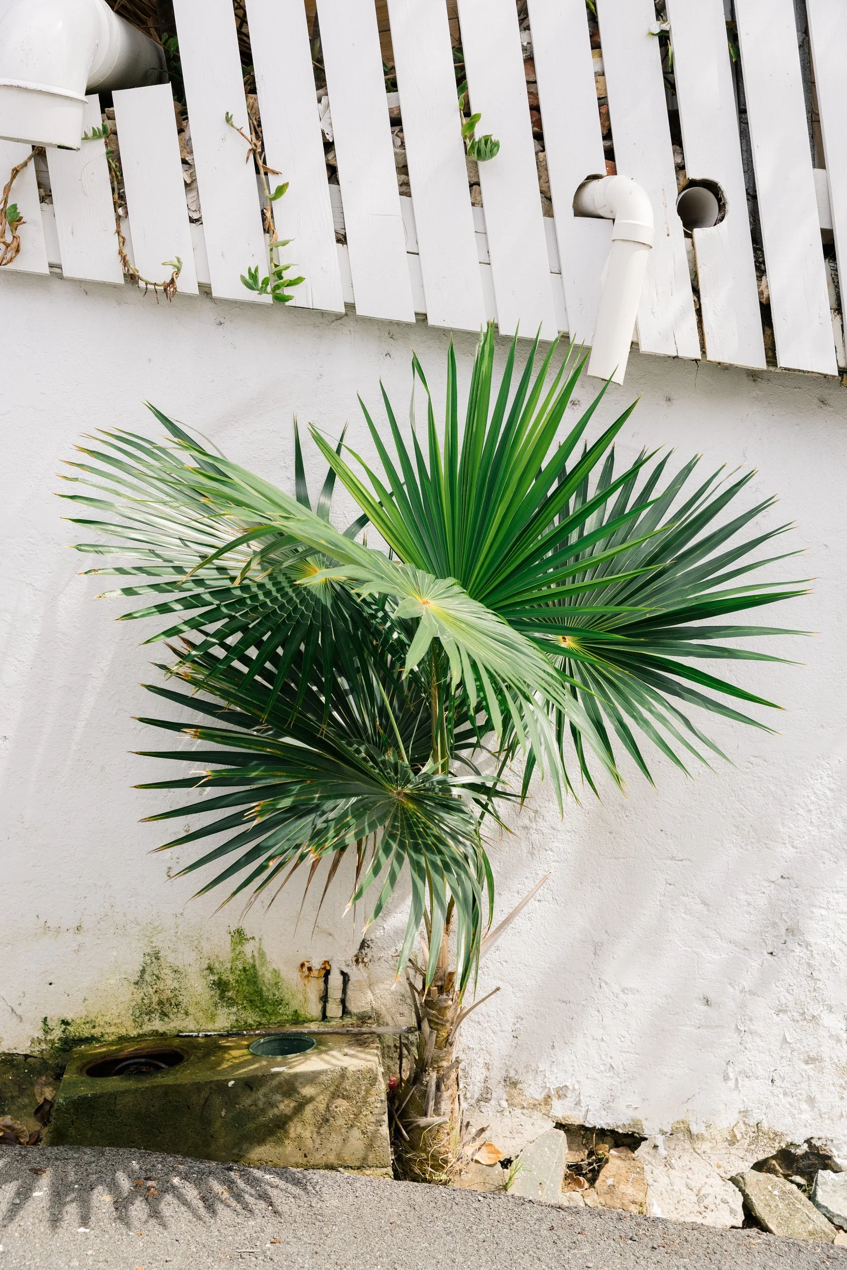 Tropical Caribbean scenery in St. Thomas with lush green palms and bright blue skies