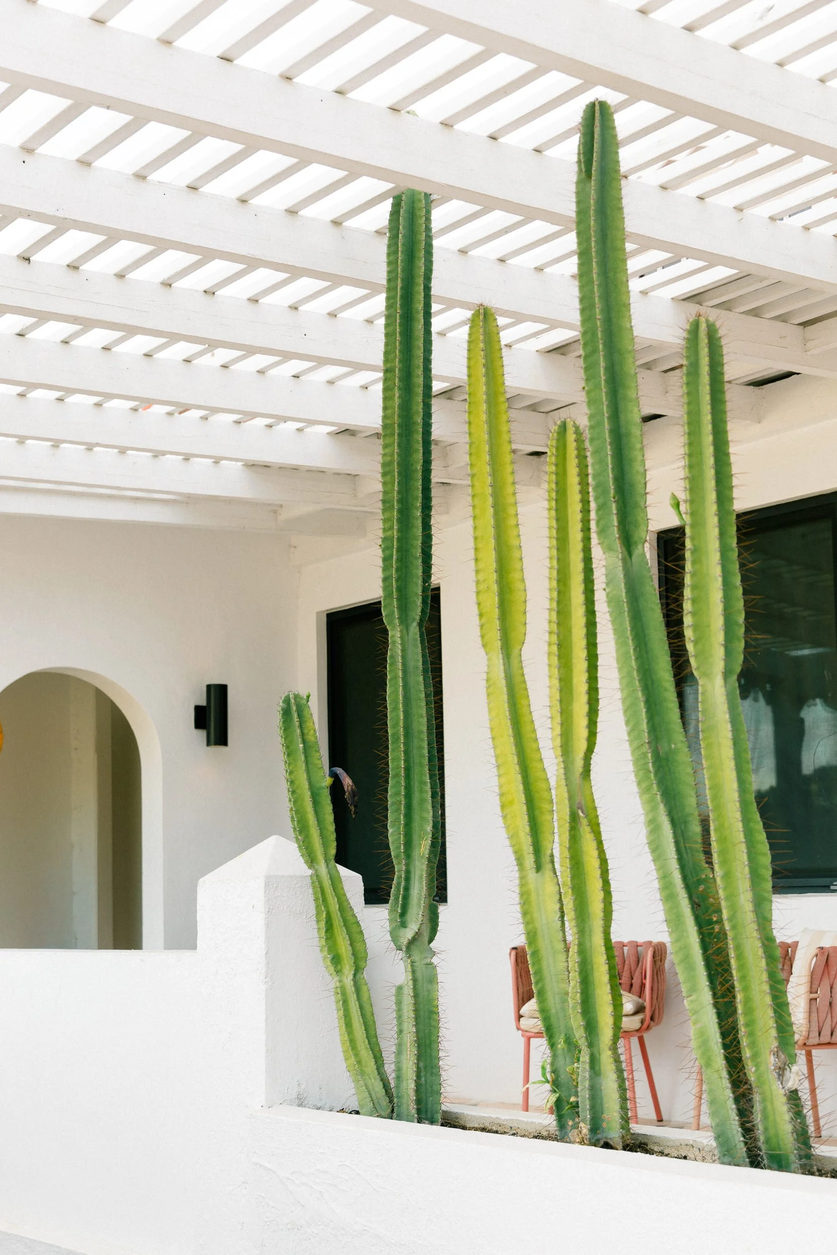 Colorful pink and tropical cacti at The Pink Palm Hotel in St. Thomas