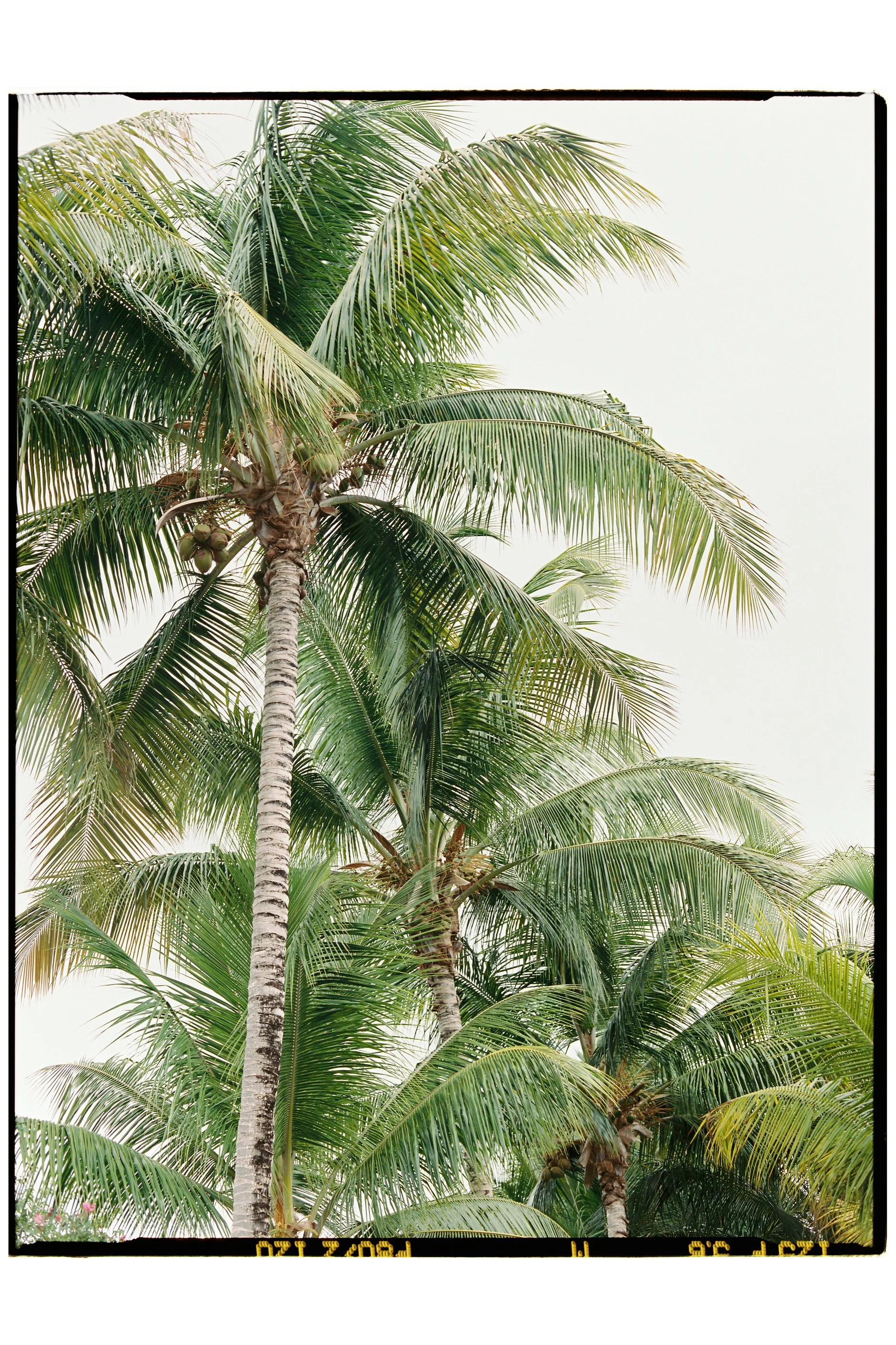Palm trees and tropical foliage across the Caribbean island of St. Thomas.