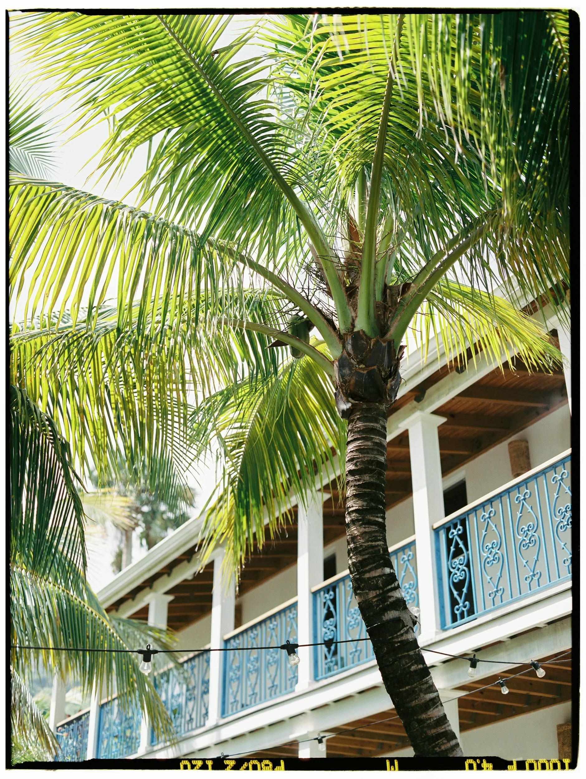 Film photograph of palm trees and tropical greenery in the US Virgin Islands.