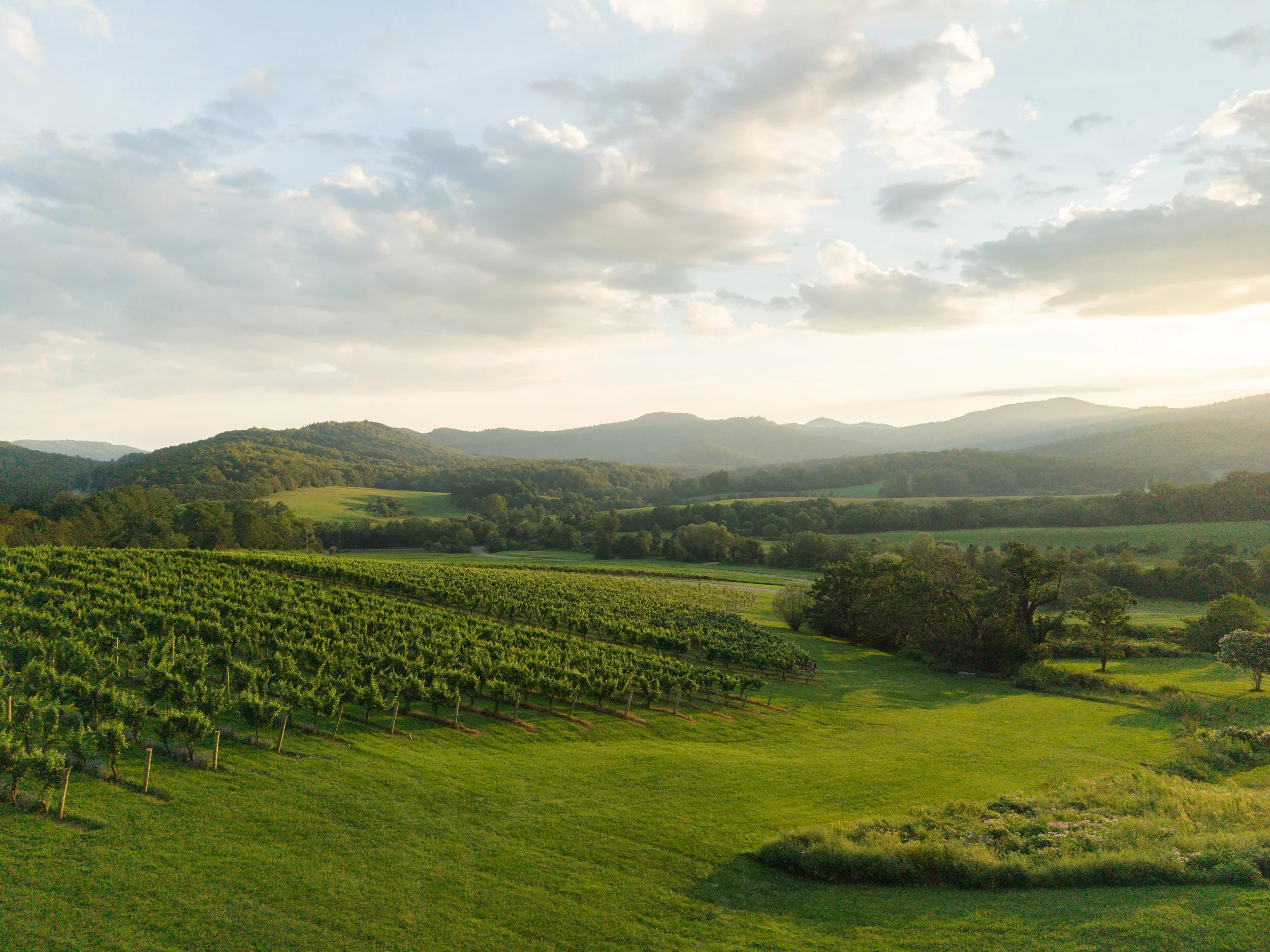 Scenic view of the vineyard and rolling Virginia countryside at Pippin Hill