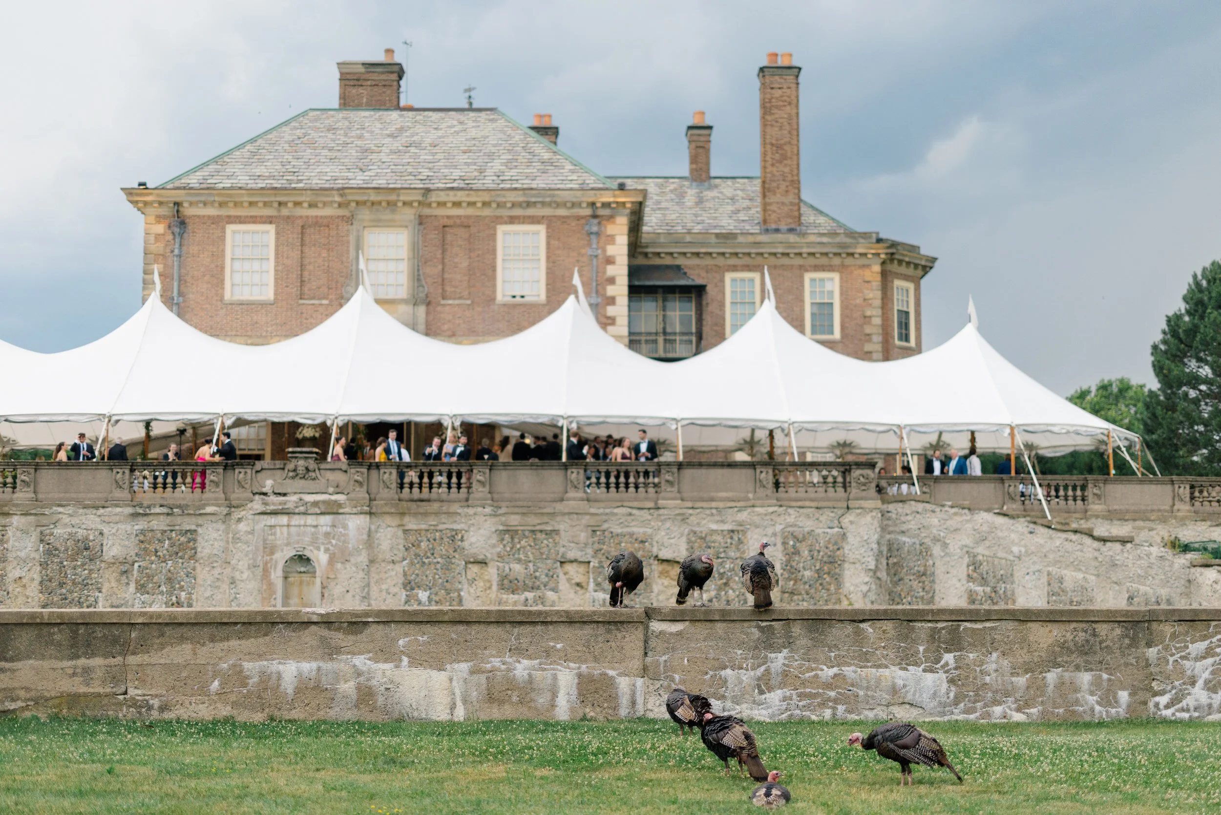 Elegant sailcloth tented reception at Castle Hill on the Crane Estate with wild turkeys wandering through the lawn in front of guests, adding an unexpected New England moment.