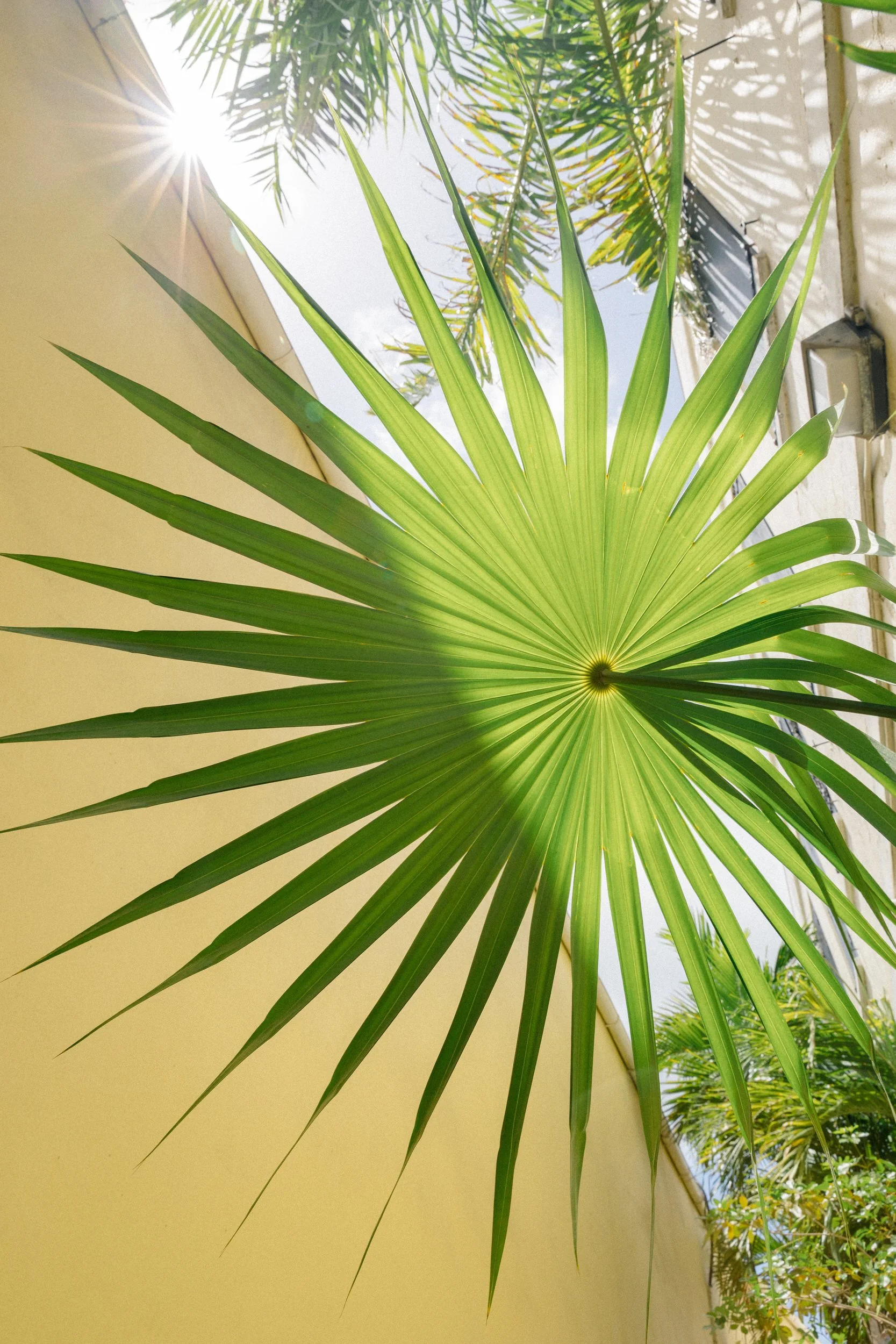 Tropical palm trees and vibrant greenery overlooking the Caribbean in St. Thomas