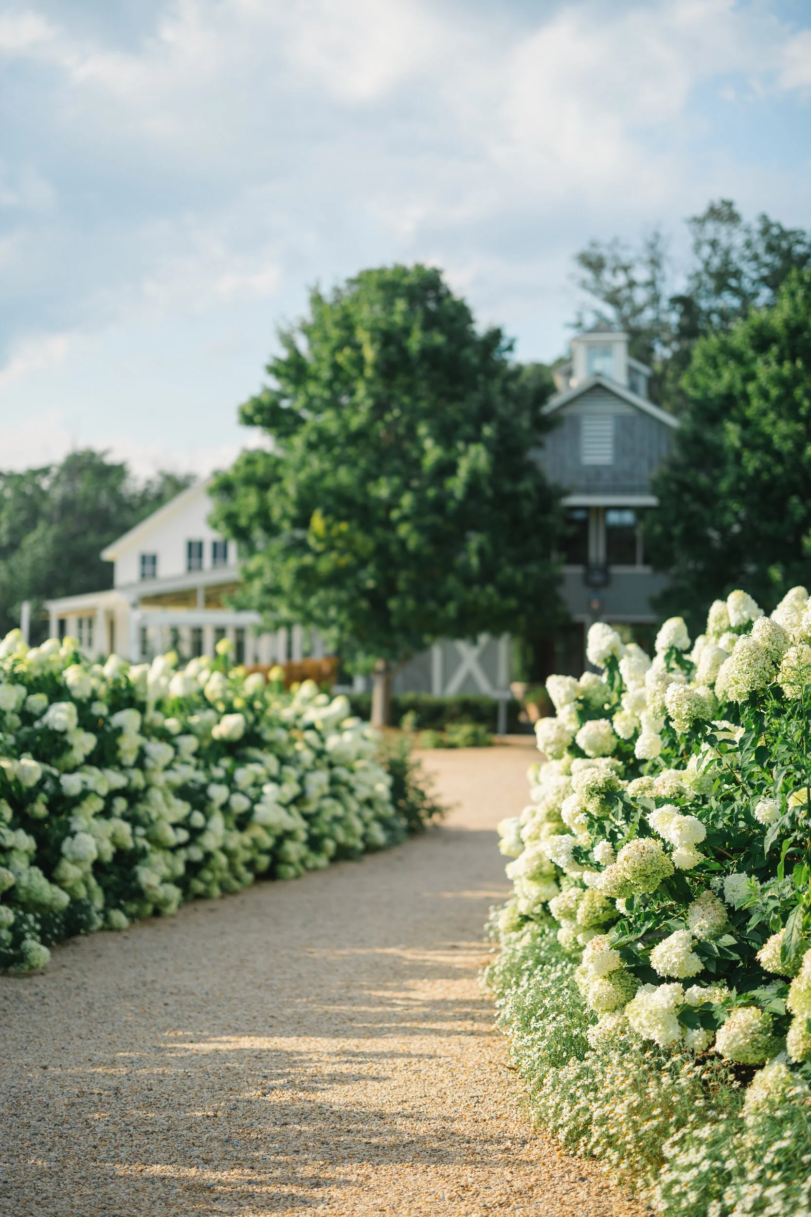 Scenic view of the Virginia wine country landscape and white hydrangeas at Pippin Hill Farm & Vineyards