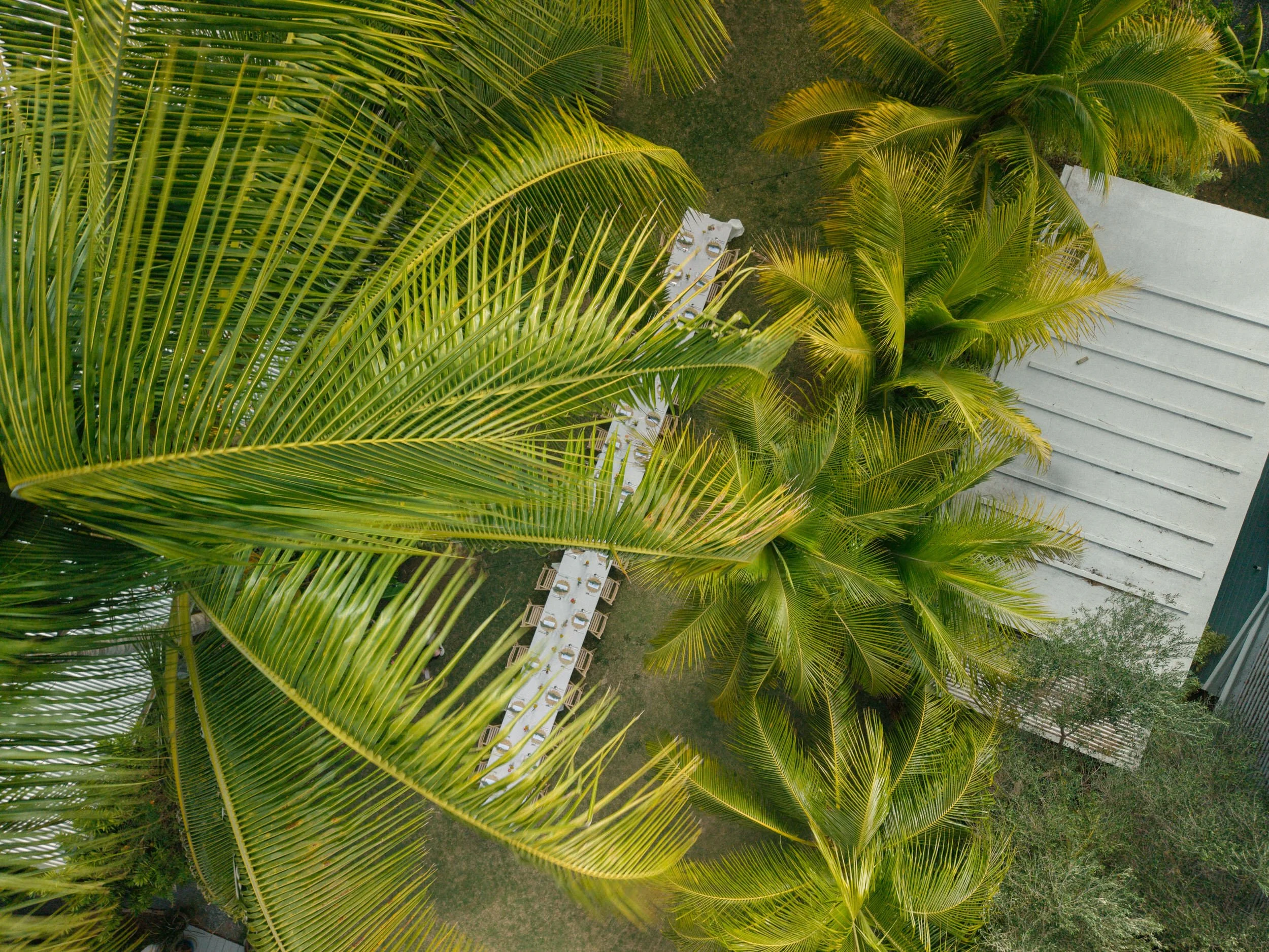 Tropical wedding reception under the palm trees of St Thomas