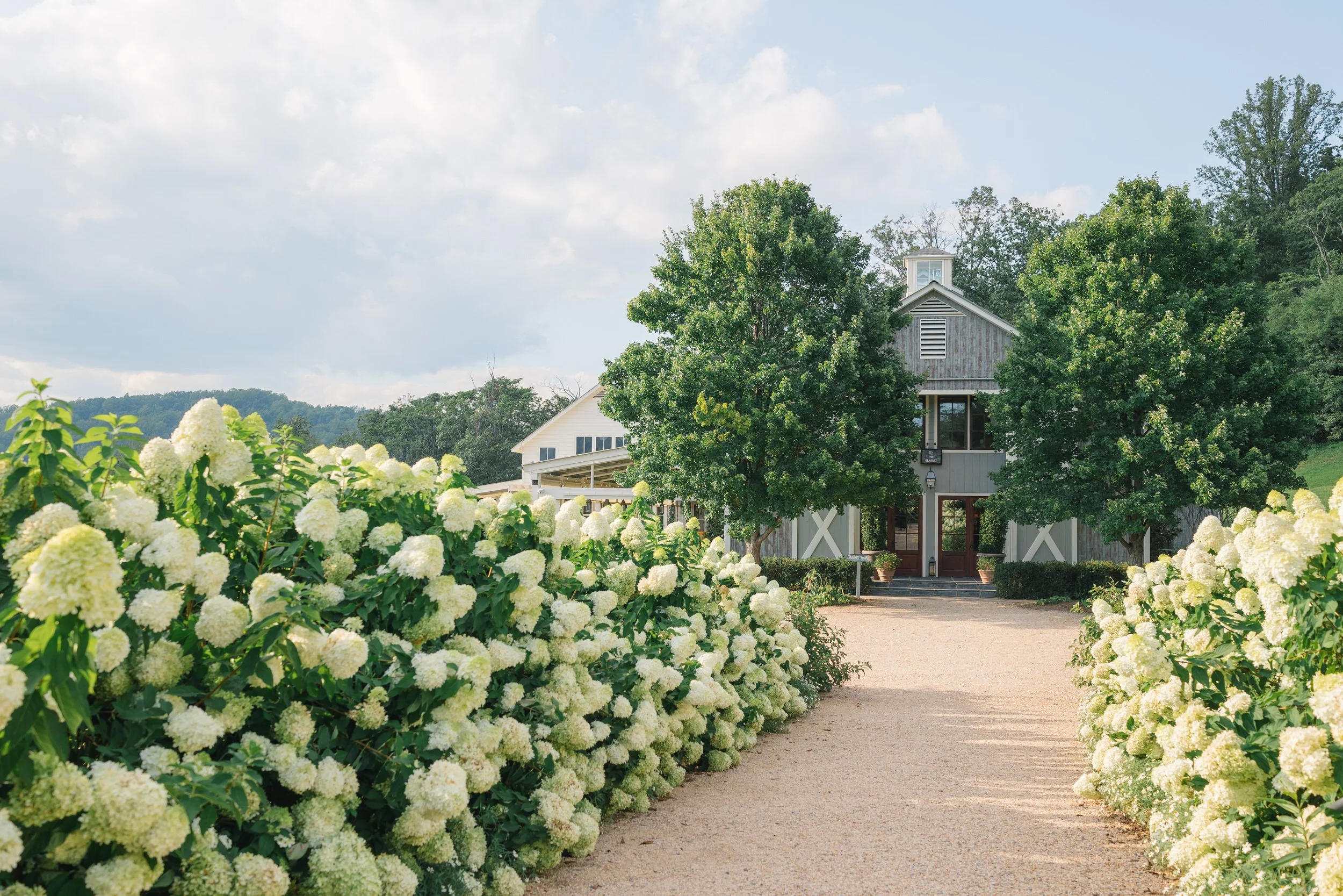 Scenic view of the Virginia wine country landscape and white hydrangeas at Pippin Hill Farm & Vineyards