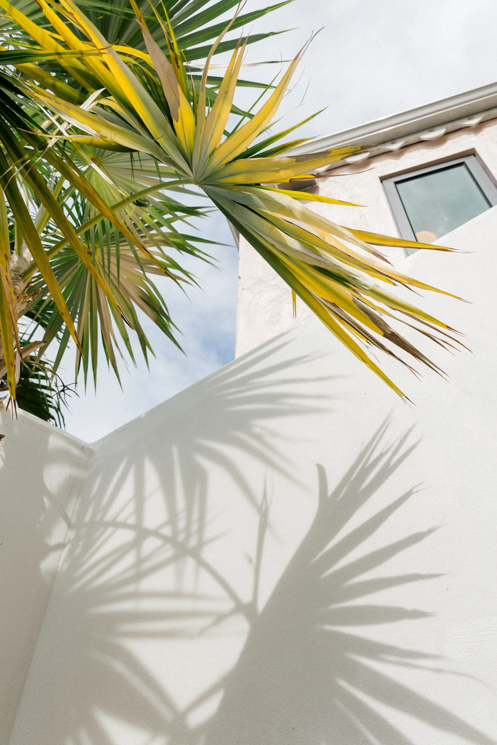 Tropical Caribbean scenery in St. Thomas with lush green palms and bright blue skies