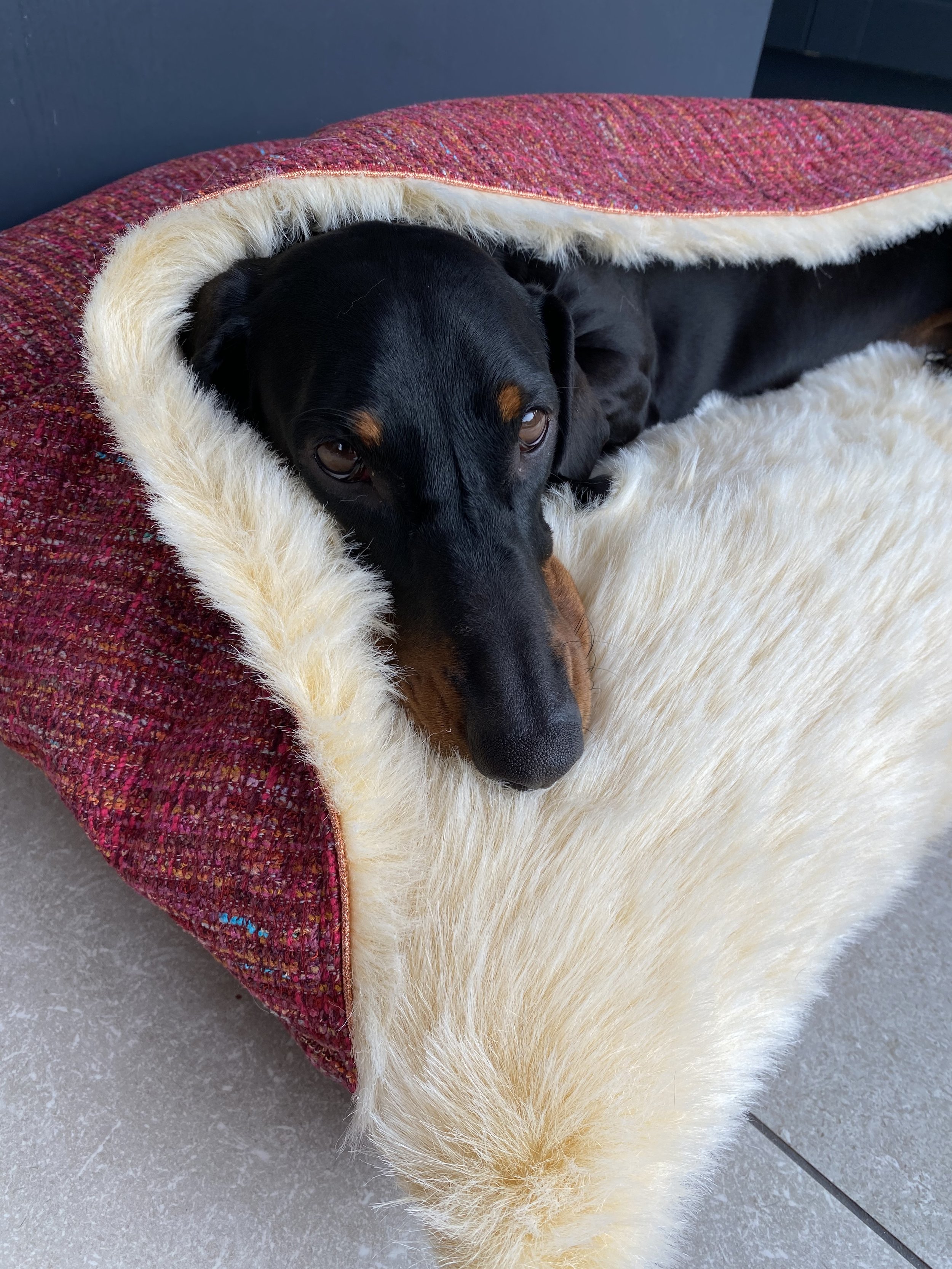 Dachshund hot sale tunnel bed