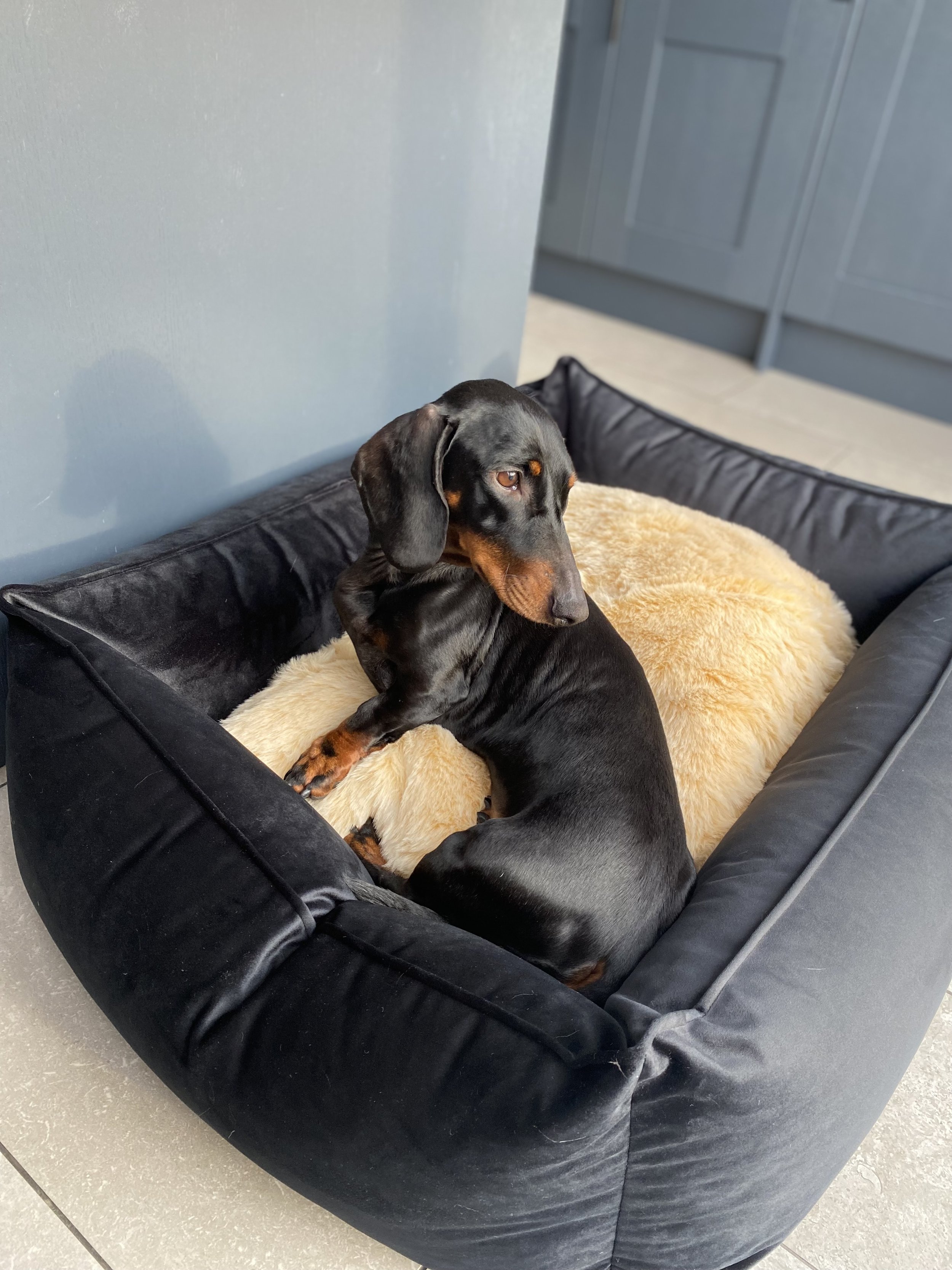 Best beds cheap for dachshunds