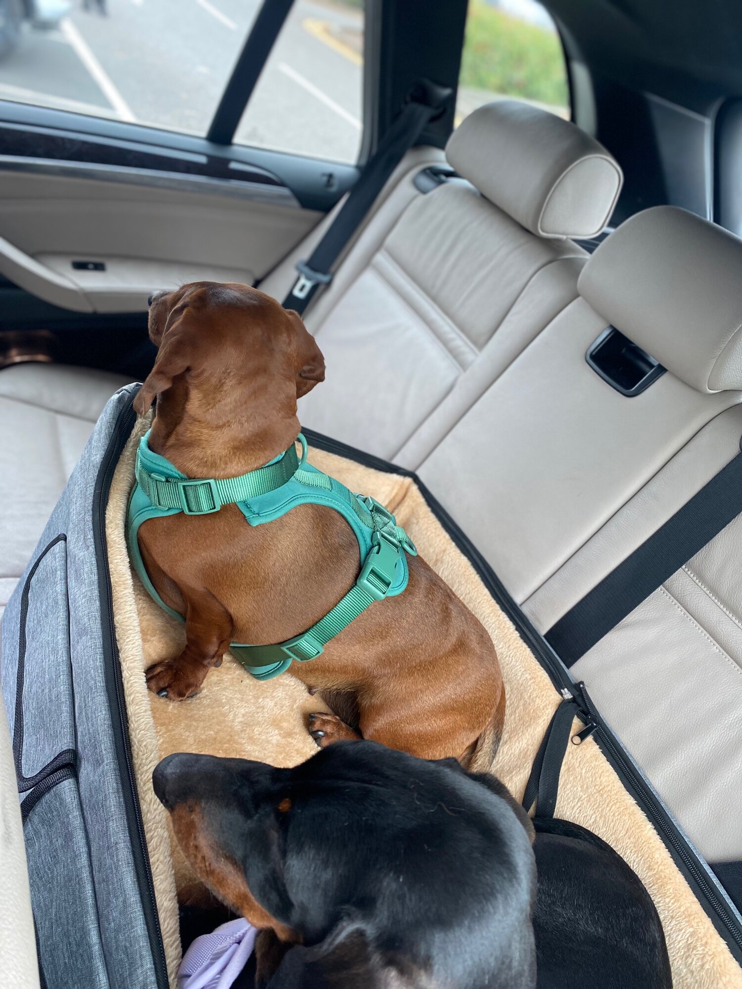 The Sausage Pit Double Booster Seat (BACK APRIL 2023) — The Sausage Pit