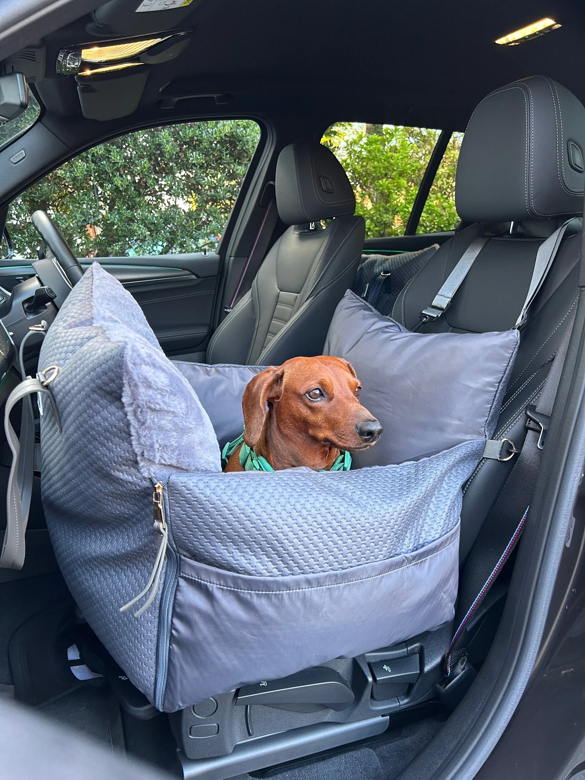 Little dog 2025 car seat